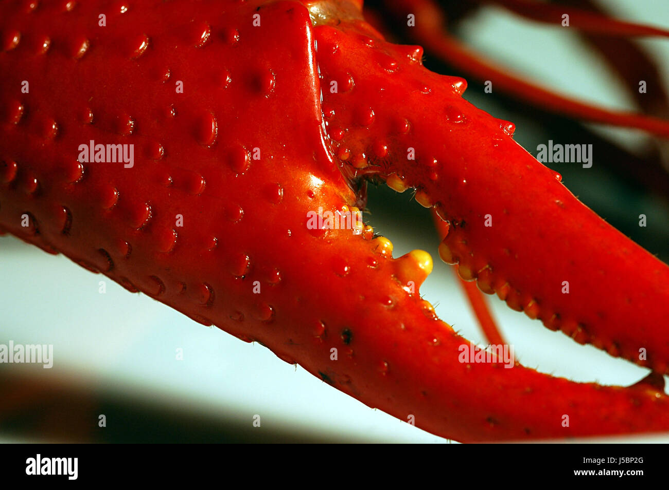 Hummerkrabbe hires stock photography and images Alamy