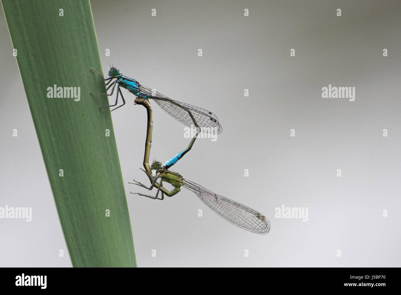 blue insect green wing dragonfly propagation increase mating mate wrench page Stock Photo