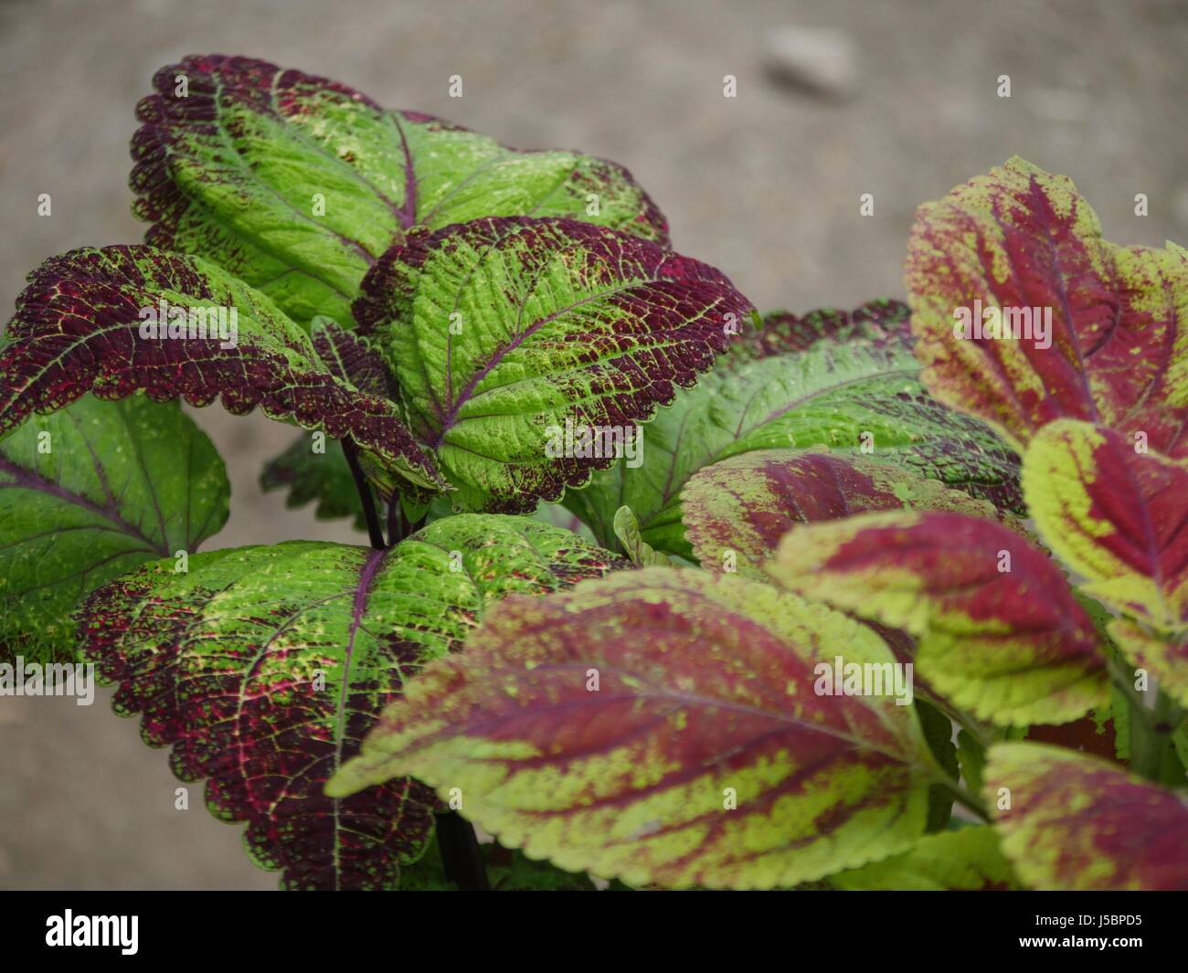 rak000359 Mayana leaves A herbal plant usually found in tropical countries with several medicinal uses. Stock Photo