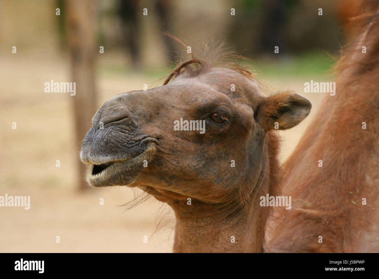 camel 1 Stock Photo