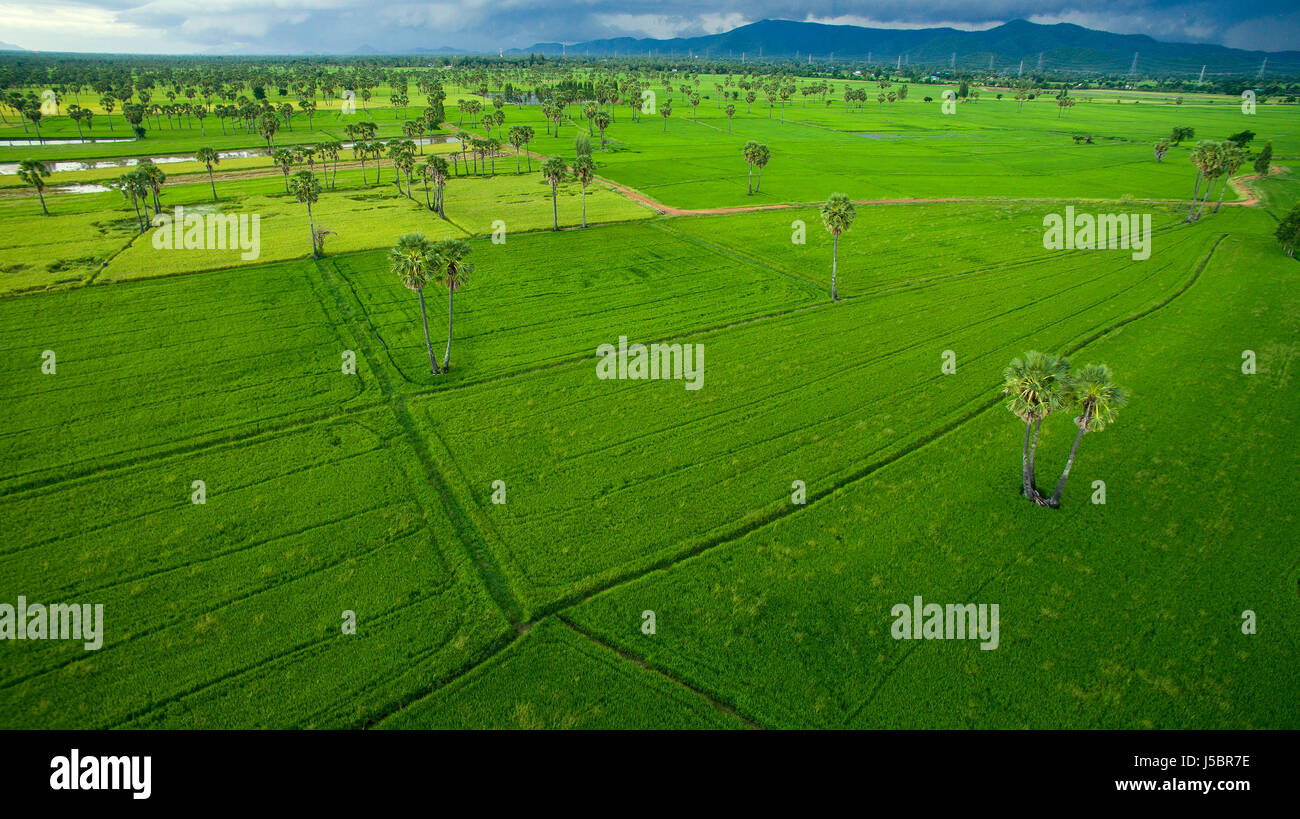 aerial view of green rice paddy field agriculture area in petchaburi ...