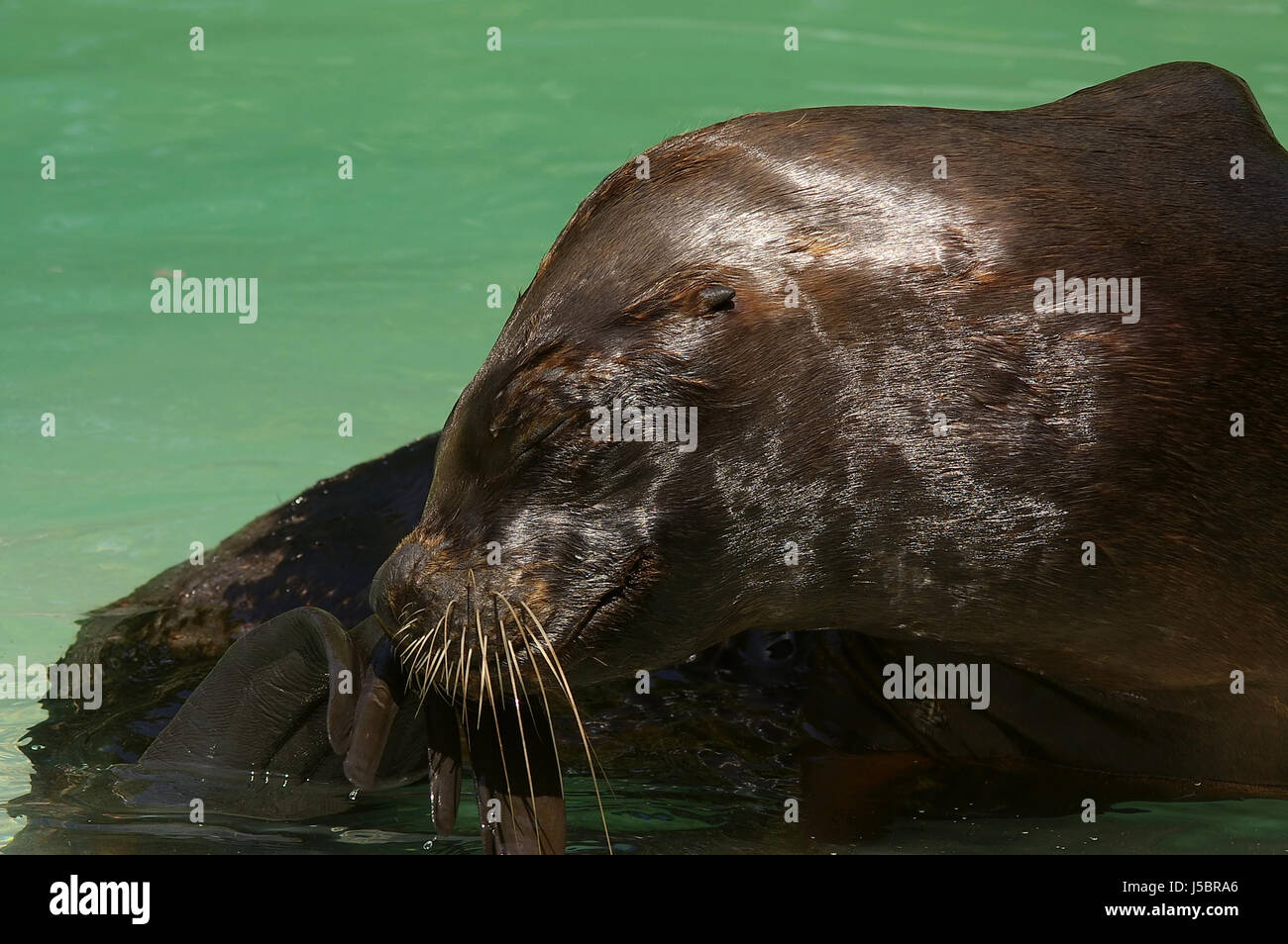 seal fins personal care sea lion carnivora cynoidea eutheria hundeartige Stock Photo