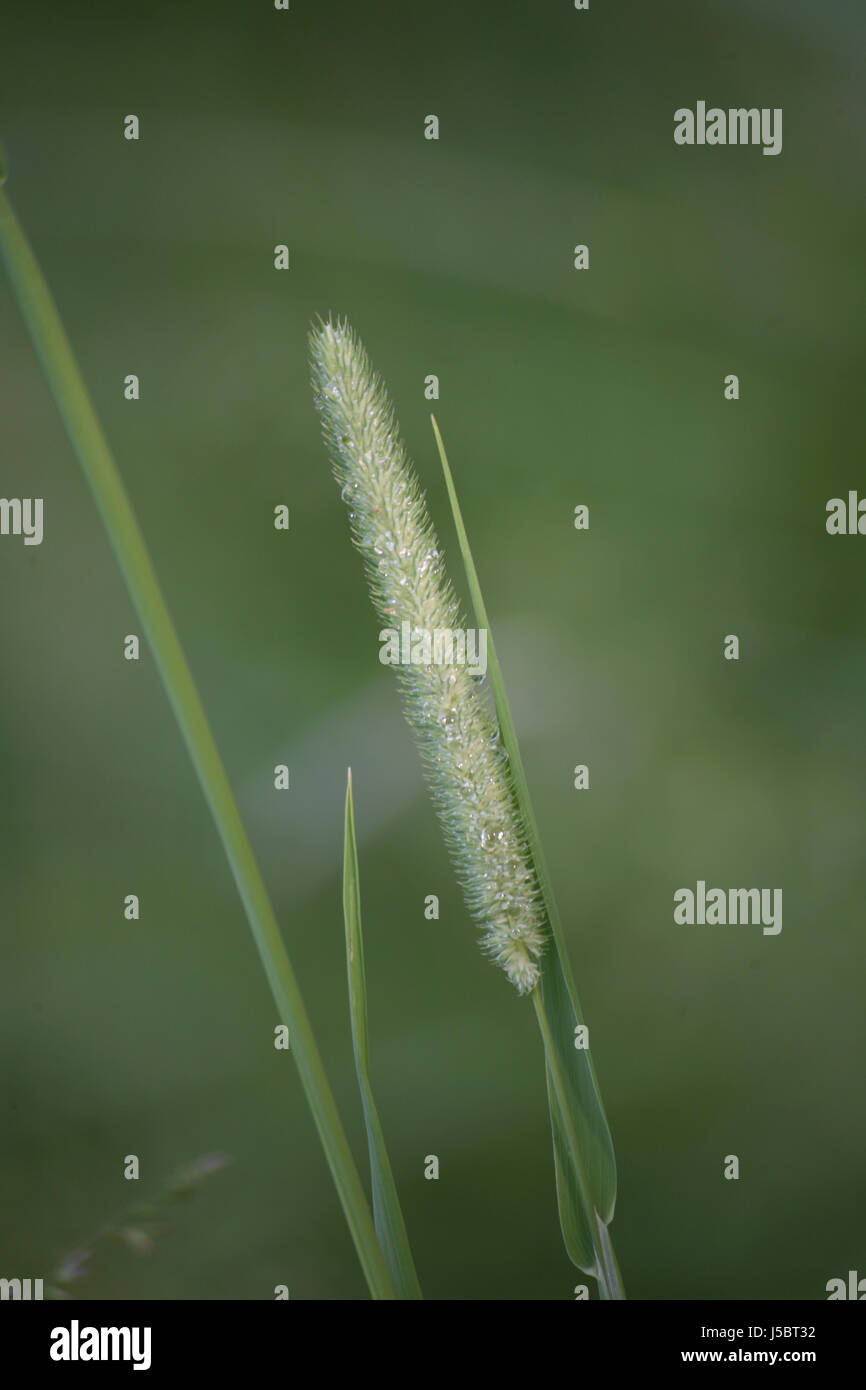 foxtail Stock Photo