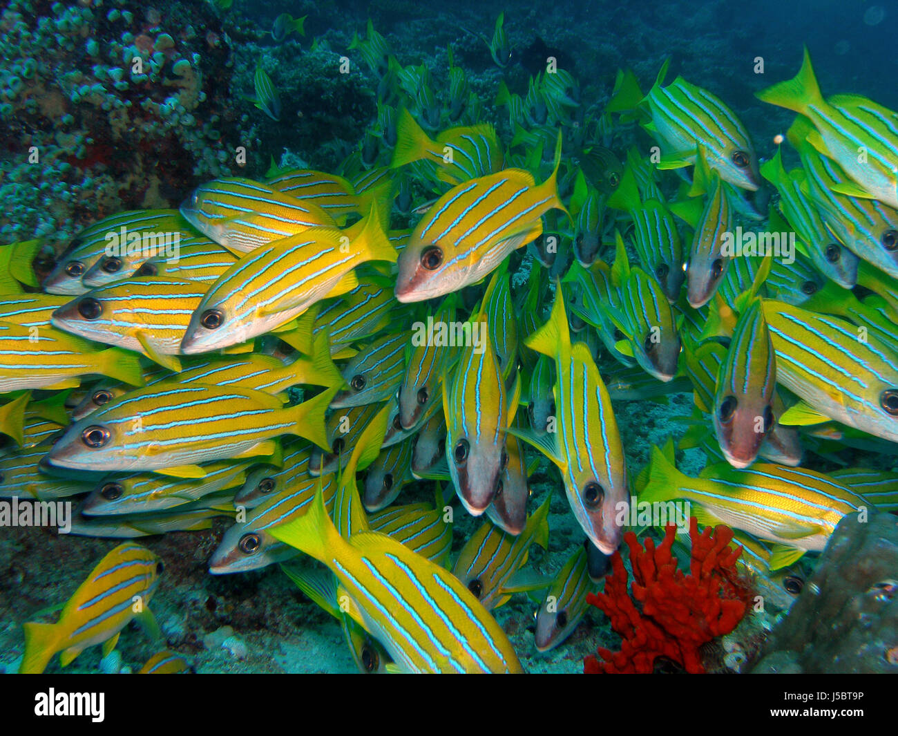 blue striped snappers Stock Photo