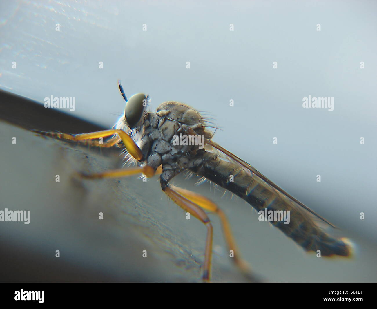 fly tier ii Stock Photo - Alamy