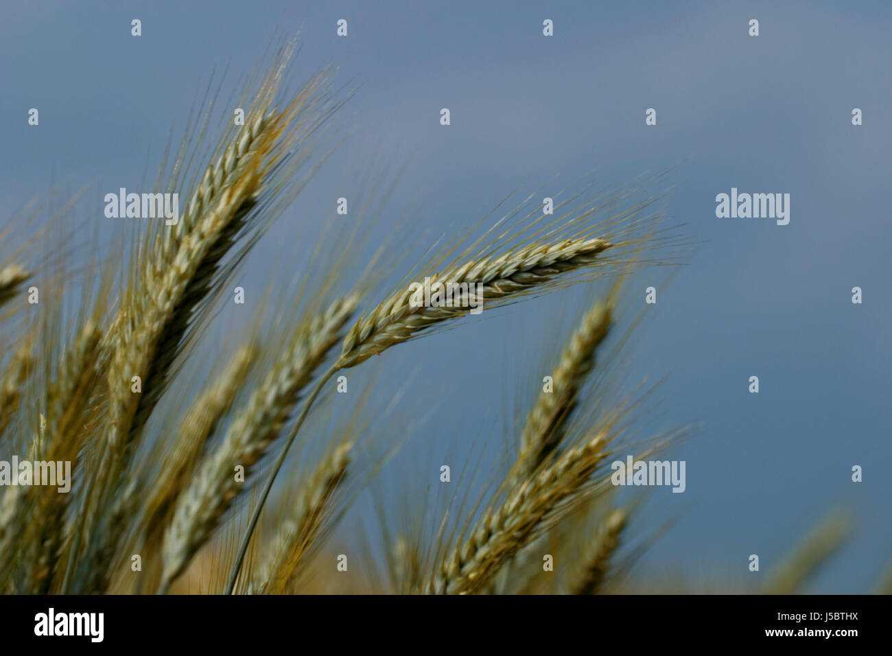 blue fodder agriculture farming field ears centre punch barley reap firmament Stock Photo
