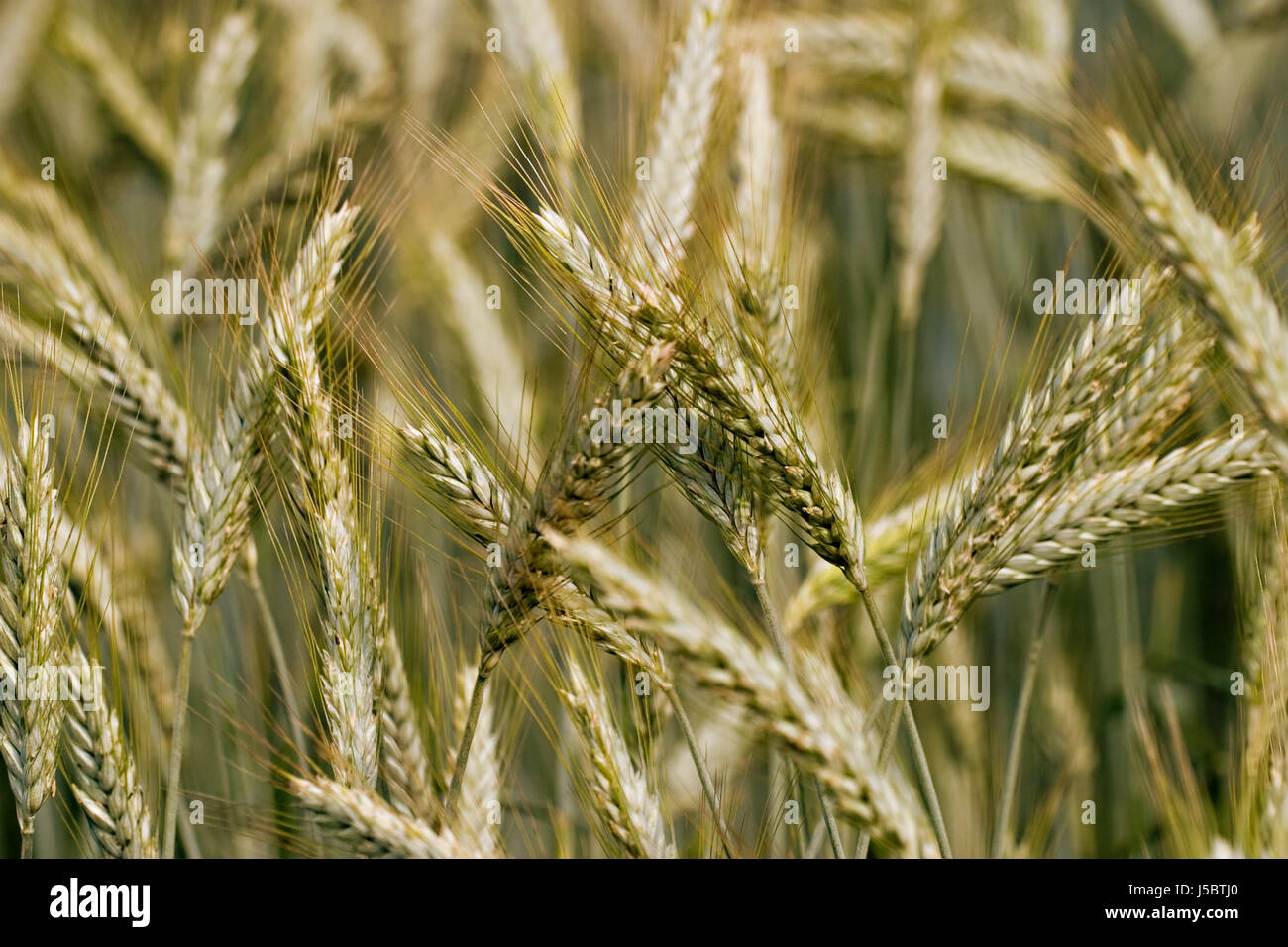 blue fodder agriculture farming field ears centre punch barley reap firmament Stock Photo