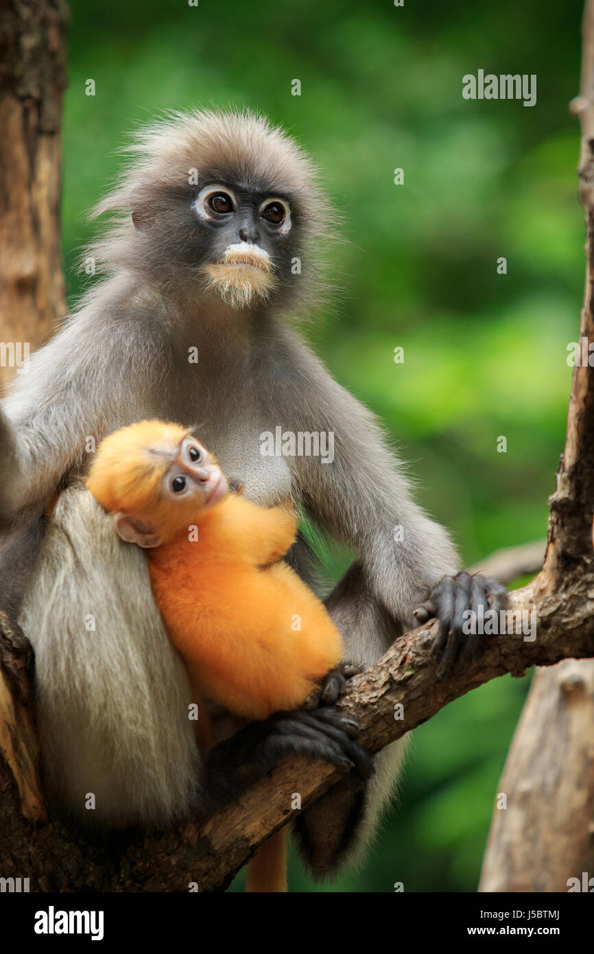 Dusky leaf monkey hi-res stock photography and images - Alamy