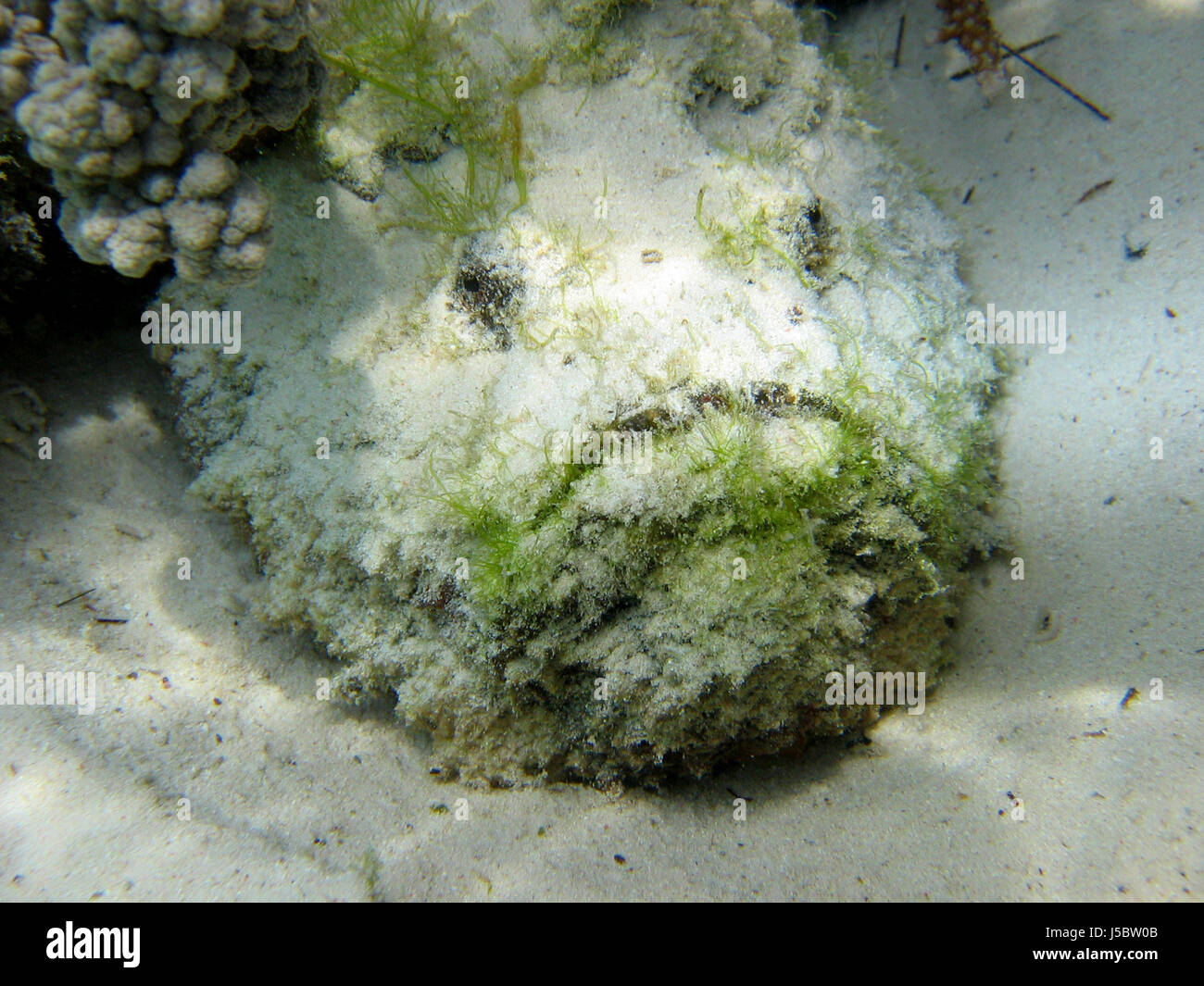 stonefish Stock Photo