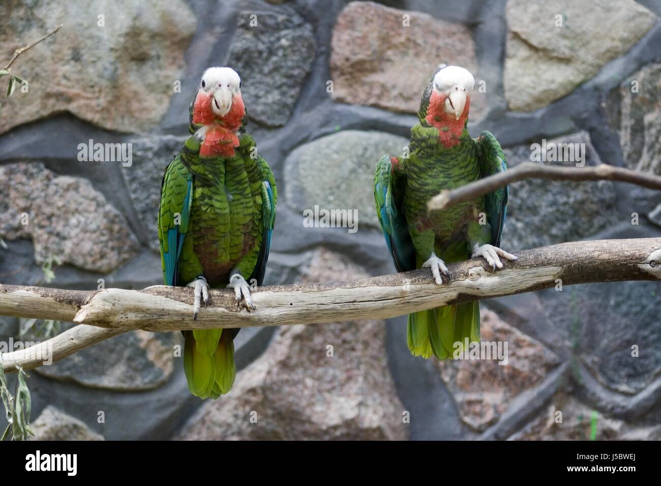bird birds zoo parrots amazon receive caged kuba-amazone exoten tierpark  Stock Photo - Alamy