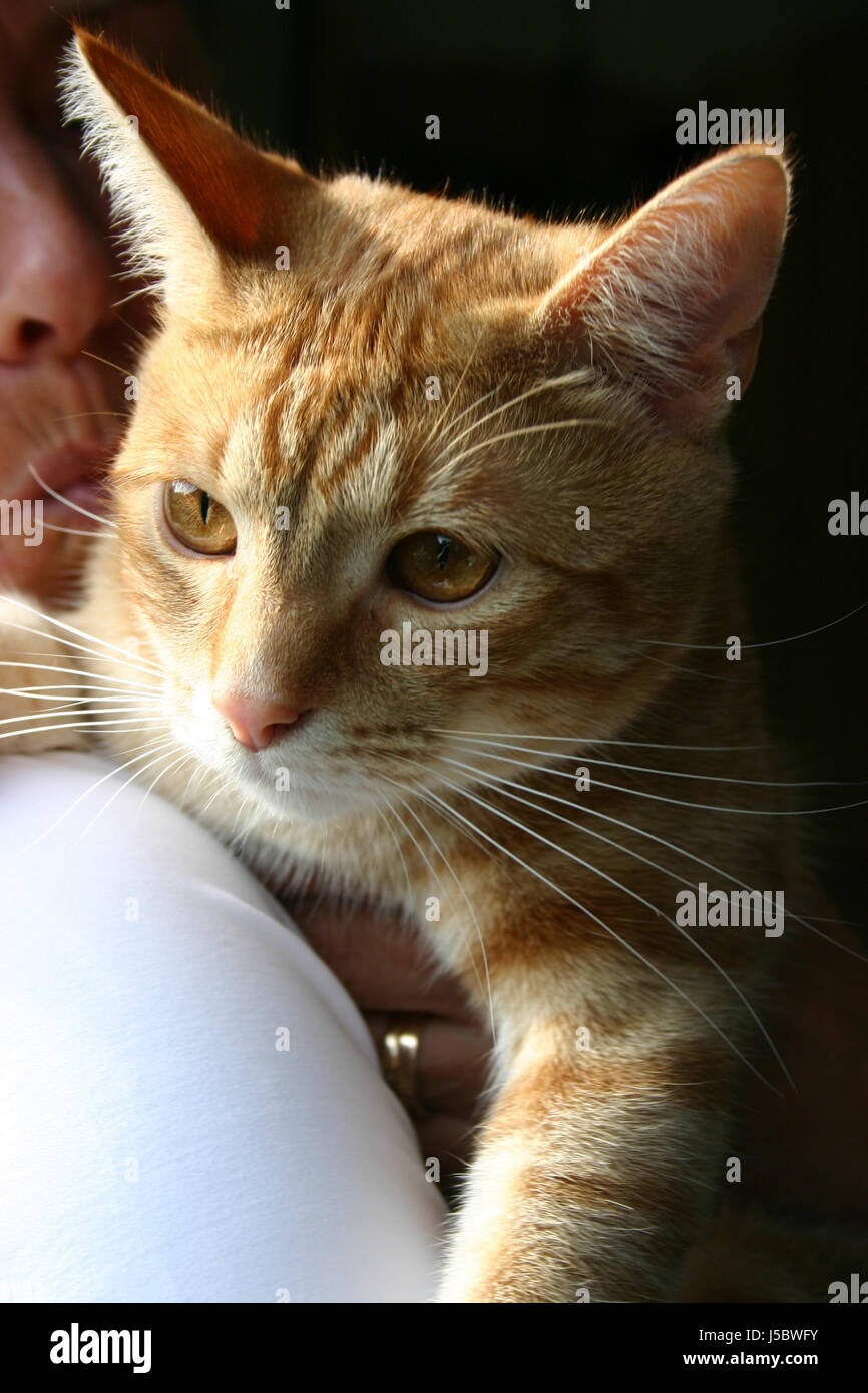 woman pets cats skin cat eyes smooch cat portrait kiss amber-coloured arm Stock Photo
