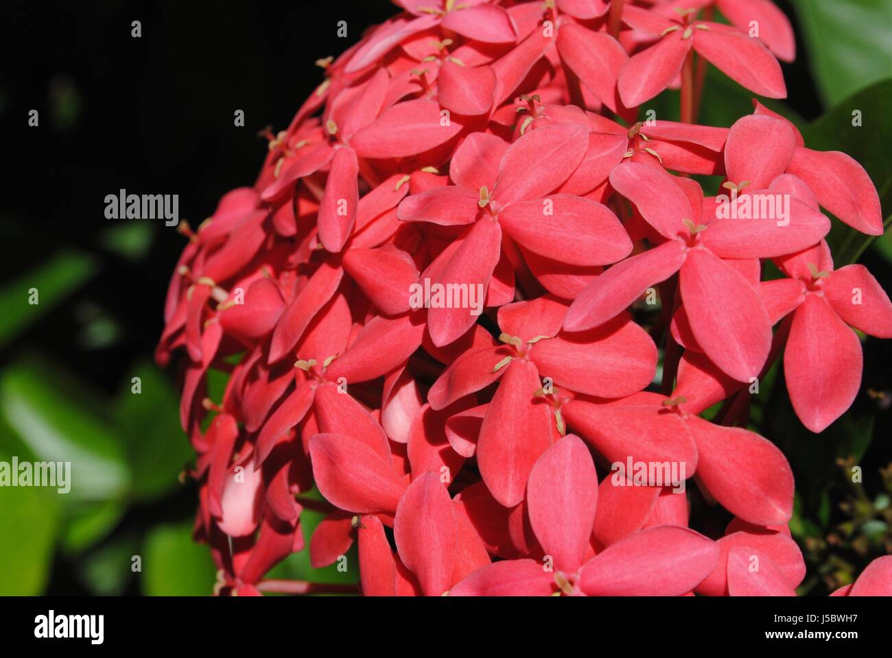 Ixora Coccinea is called santan in the Philippines are small flowering shrubs that grow in