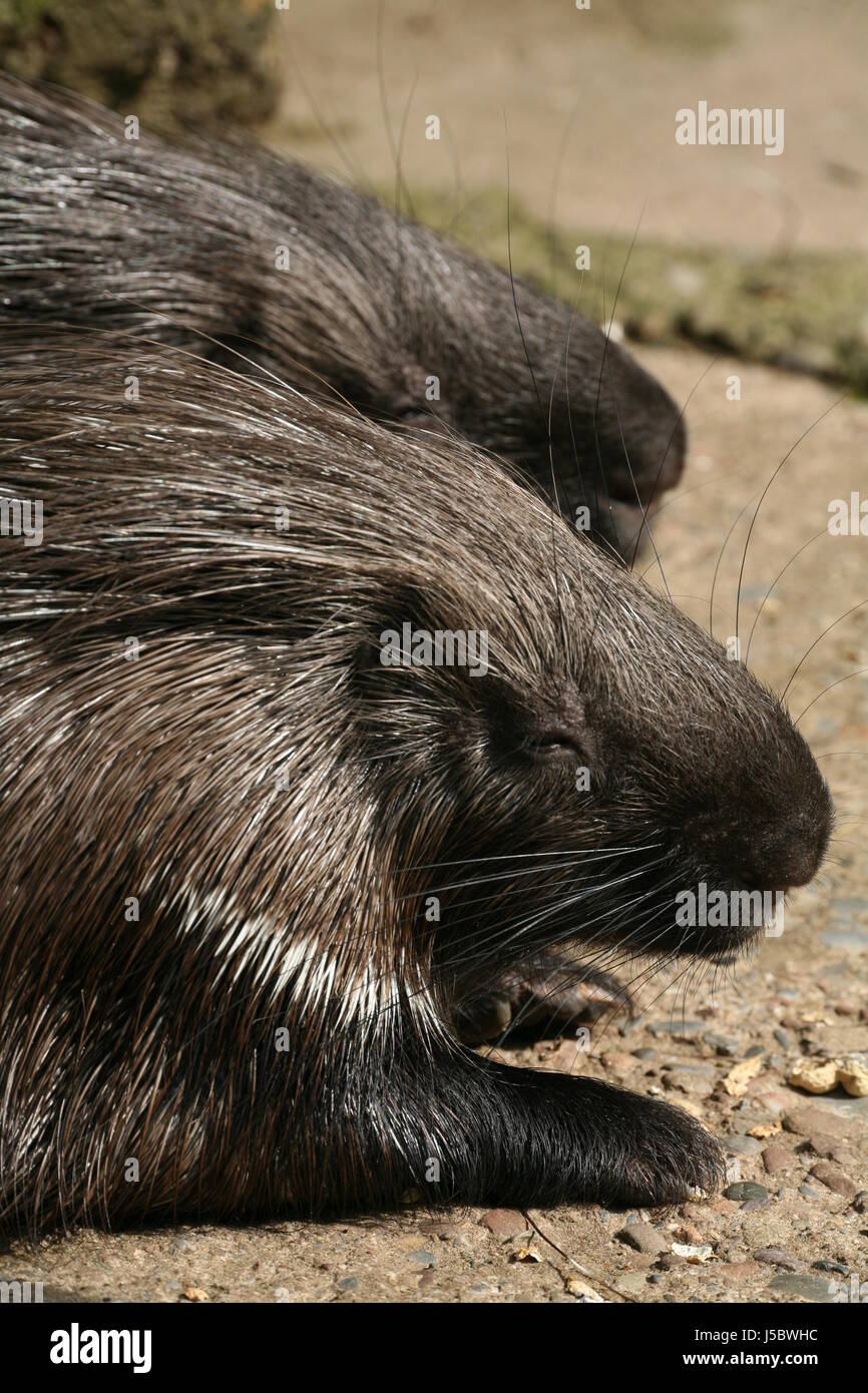 Eigentliches High Resolution Stock Photography and Images - Alamy