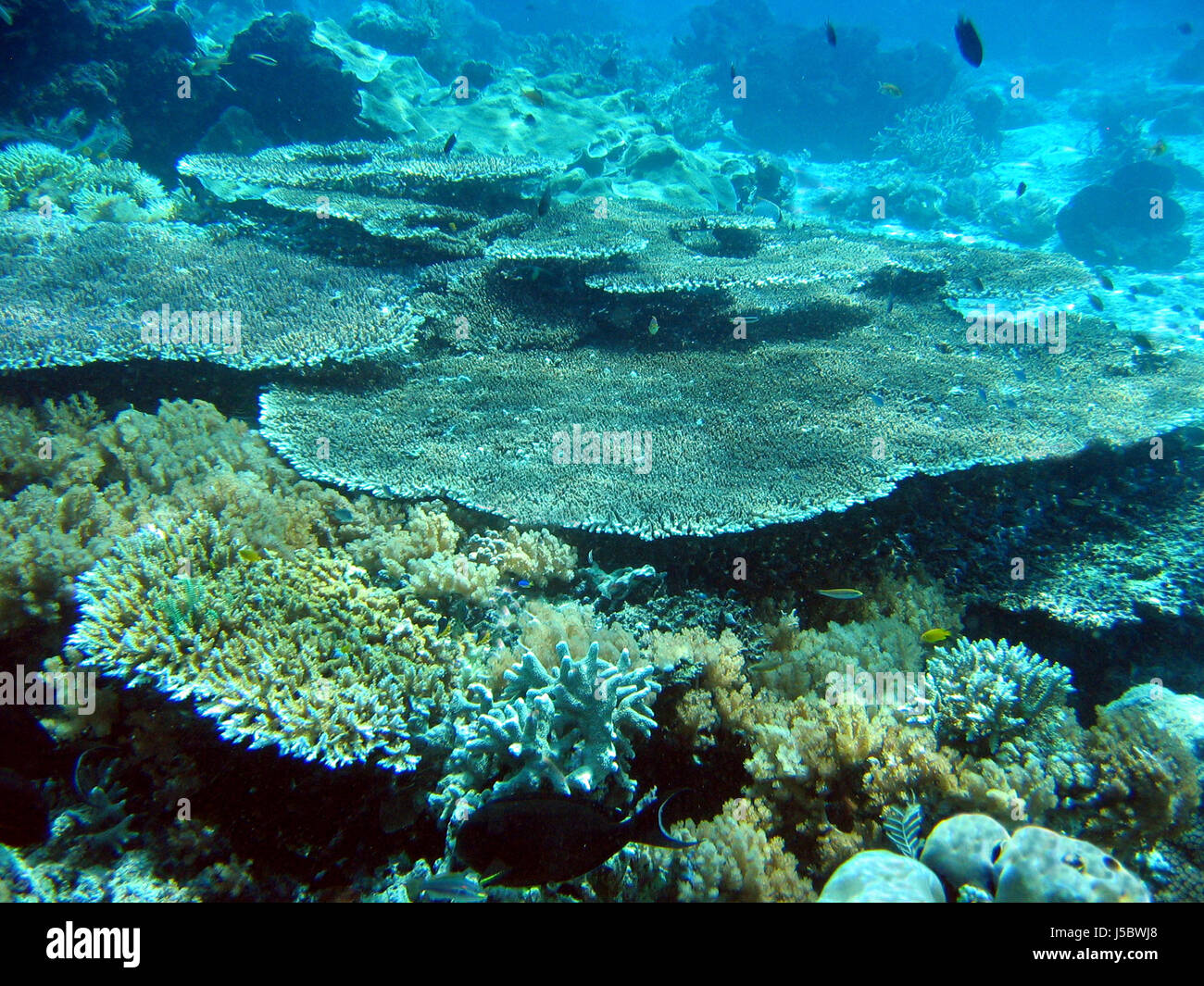 asia indonesia fish borneo underwater pacific salt water sea ocean water dive Stock Photo