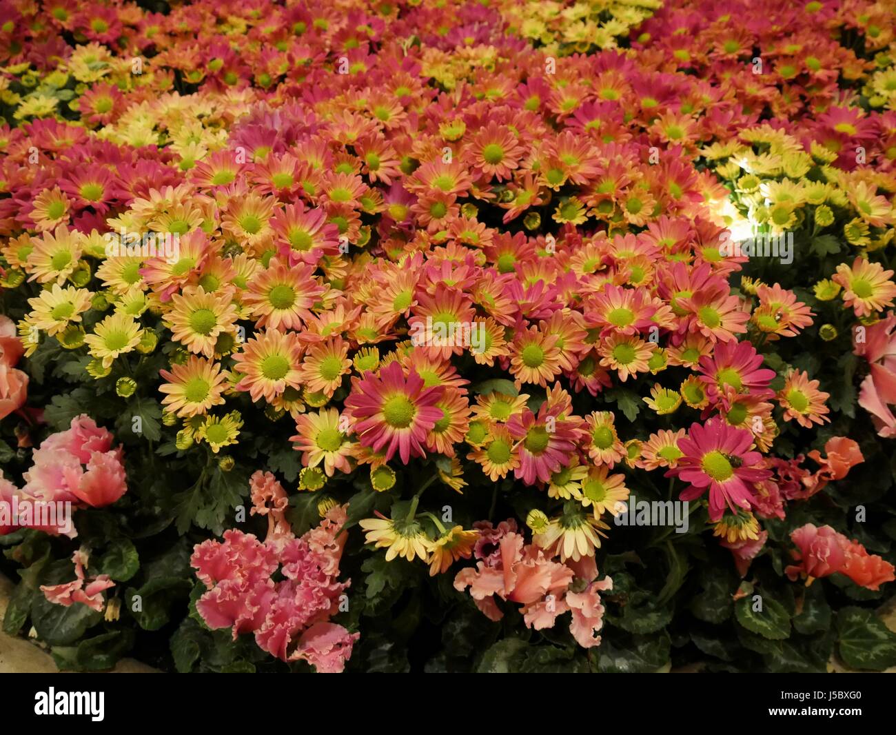 Clusters of Perenial Gaillardia (Blanket flower) Stock Photo