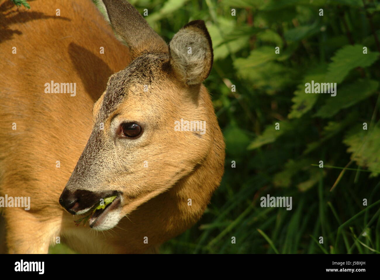 to gorge engulf devour ingestion blackberries roe forest ricke gei sommerreh Stock Photo