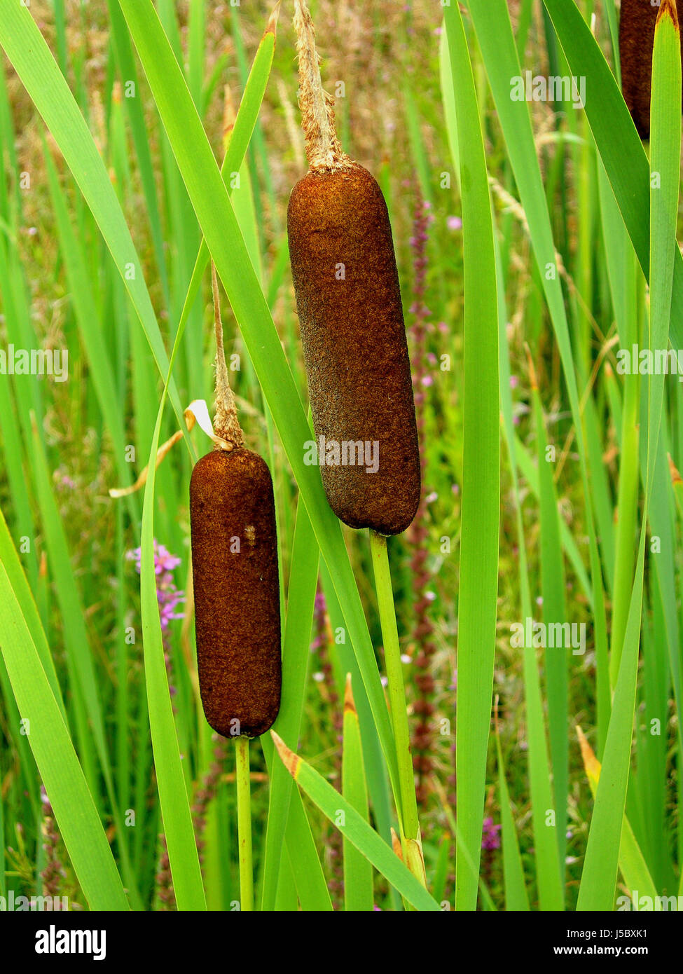 waters plant green brown brownish brunette reed nature rohrkolbenschilf ...