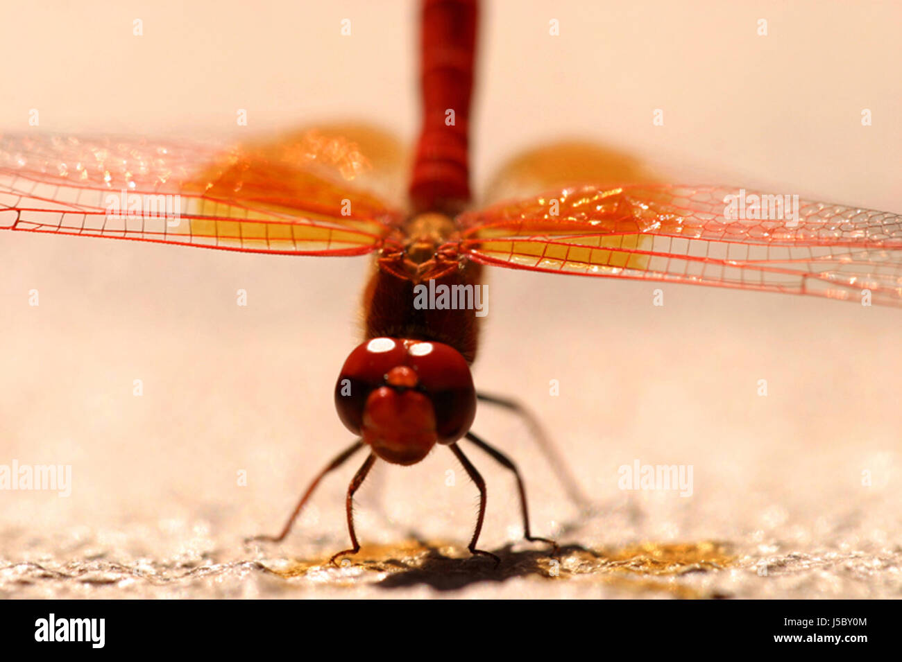 insect insects eyes wing dragonfly structure red grating grate grid ...