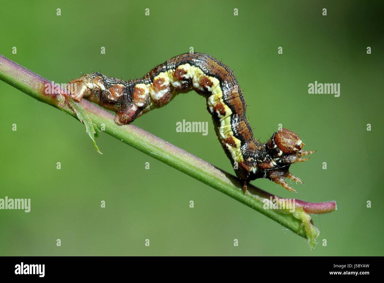 caterpillar rise climb climbing ascend uphill tread clamber downwards groer Stock Photo