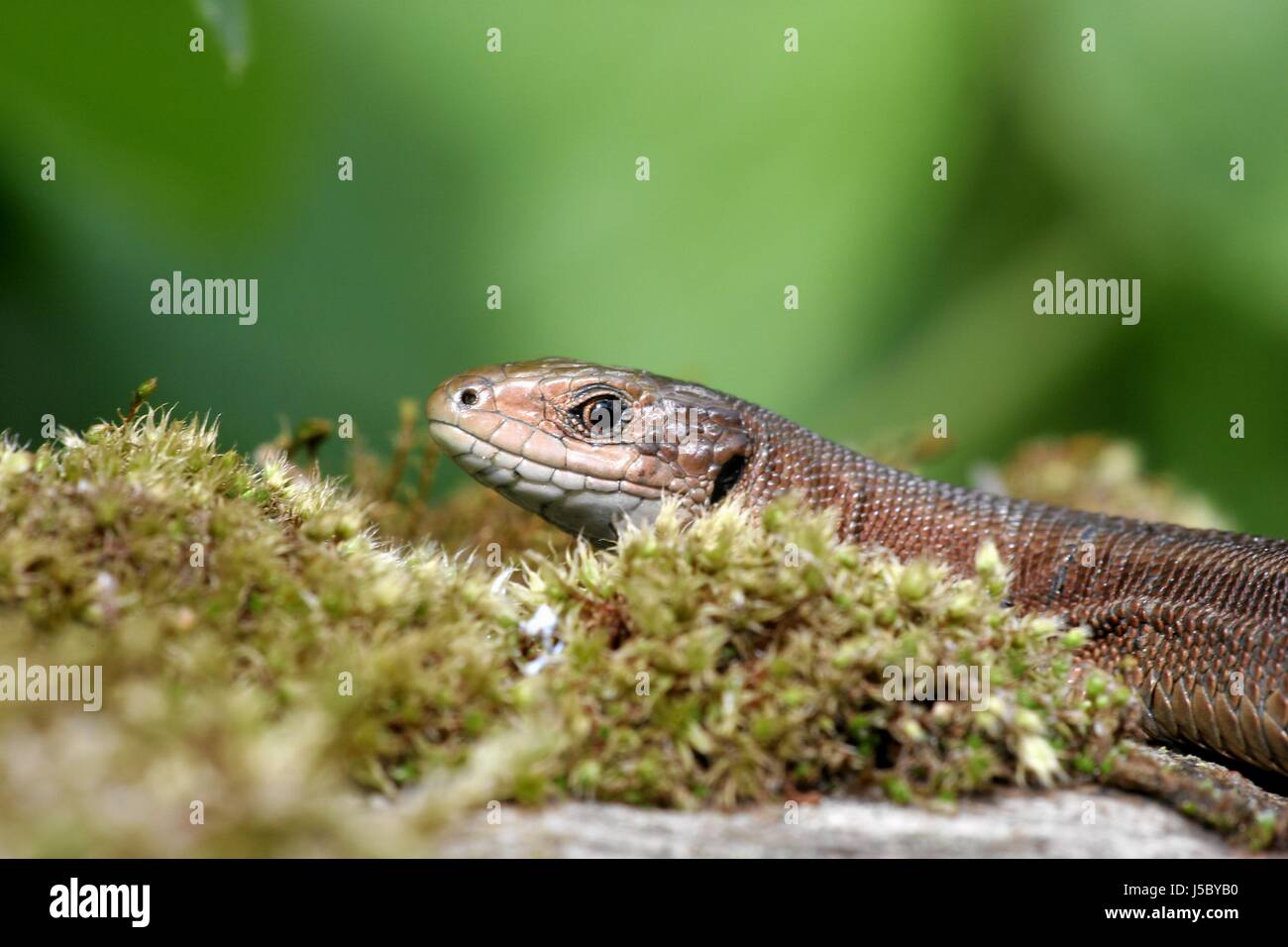 lizard reptiles view contact lizards waldeidechse bergeidechse lacerta vivipara Stock Photo