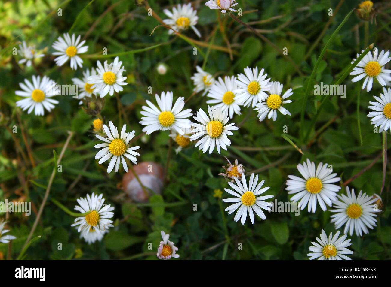 daisy meadow with screw Stock Photo - Alamy