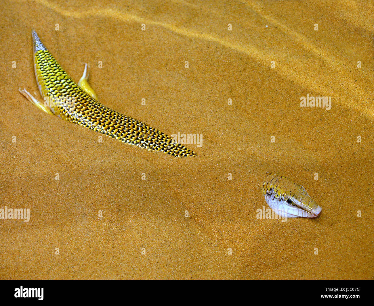 scincus or sandfish Stock Photo