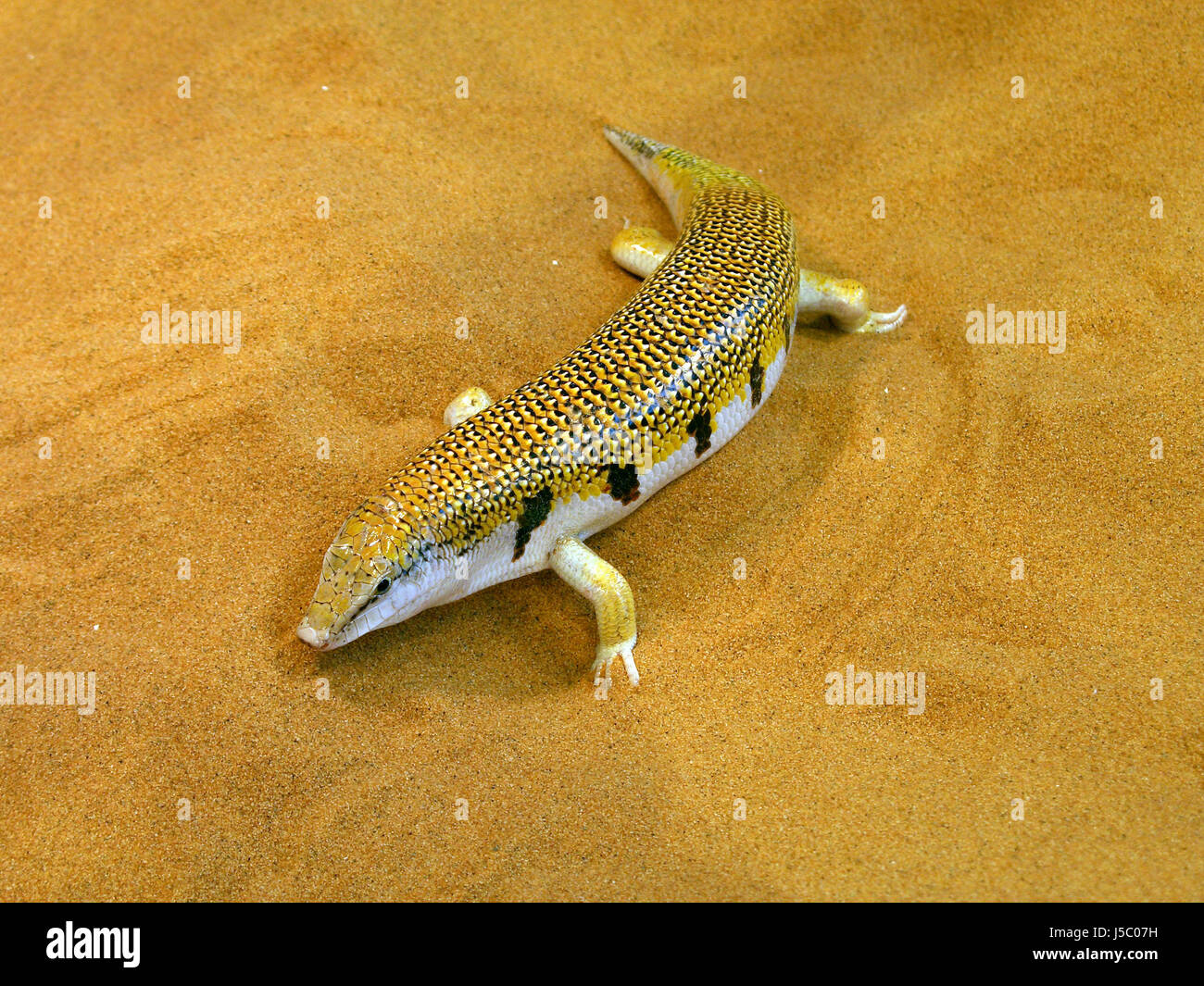 scincus or sandfish (2) Stock Photo