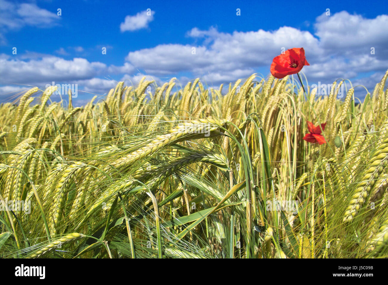 wheat field with poppies Stock Photo Alamy