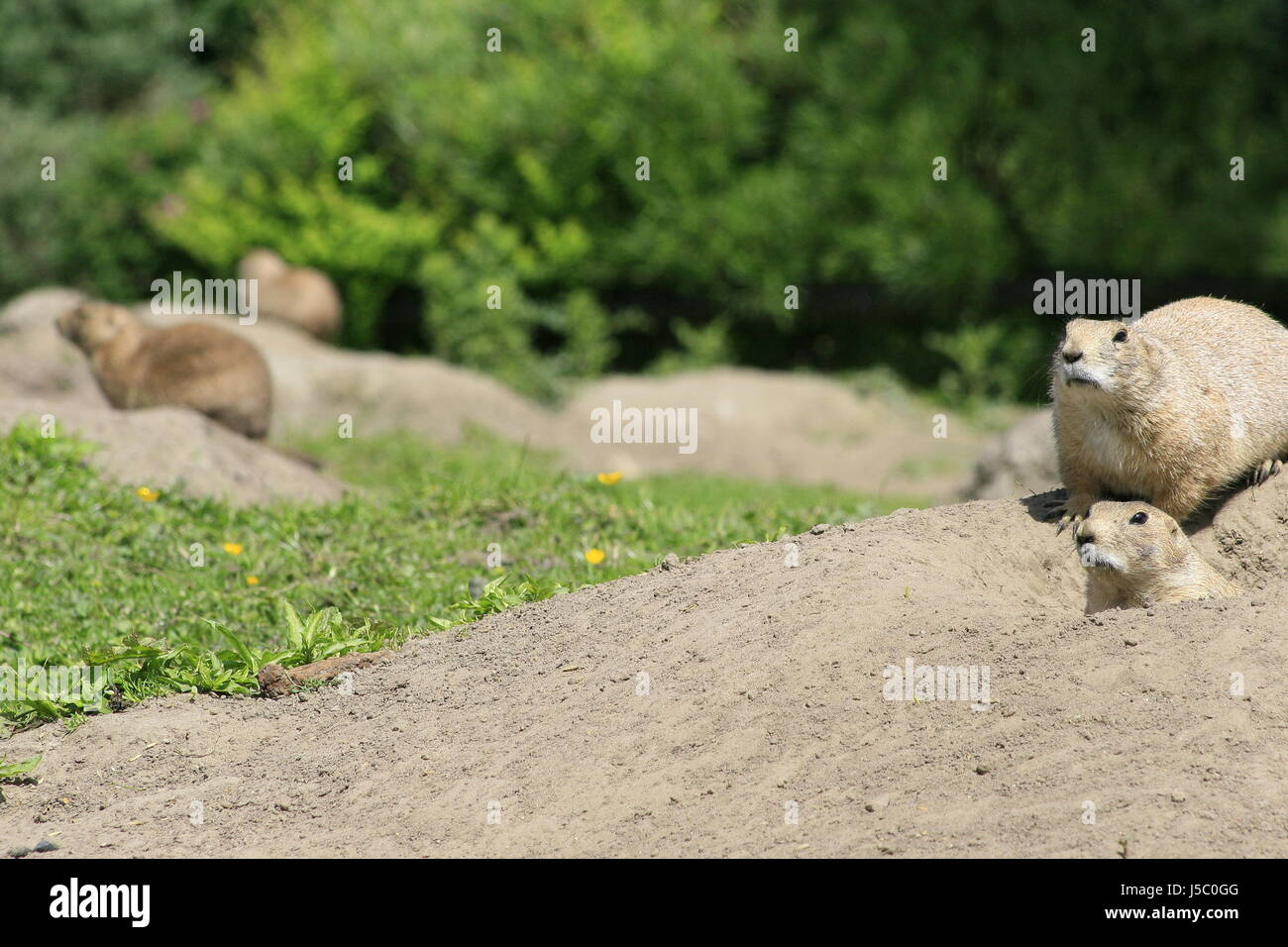 green brown brownish brunette gnawers schwarzschwanzprriehund prriehund cynomis Stock Photo