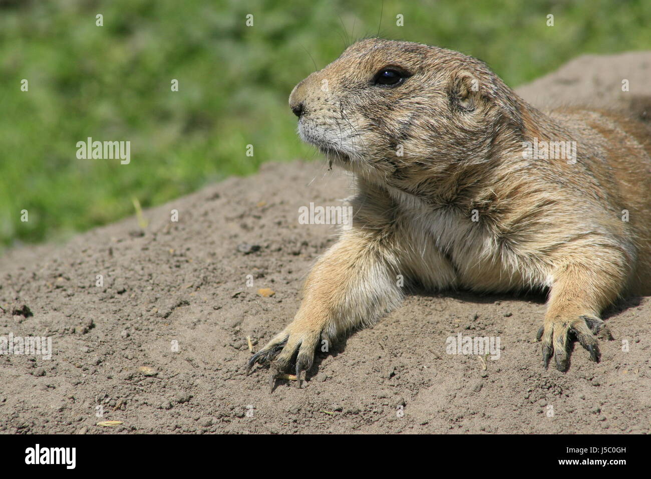 green brown brownish brunette gnawers schwarzschwanzprriehund prriehund cynomis Stock Photo