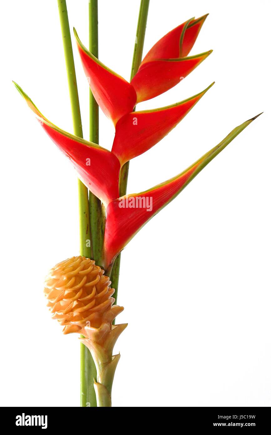 Maraca Ginger Zingiber Spectabile High Resolution Stock Photography And Images Alamy