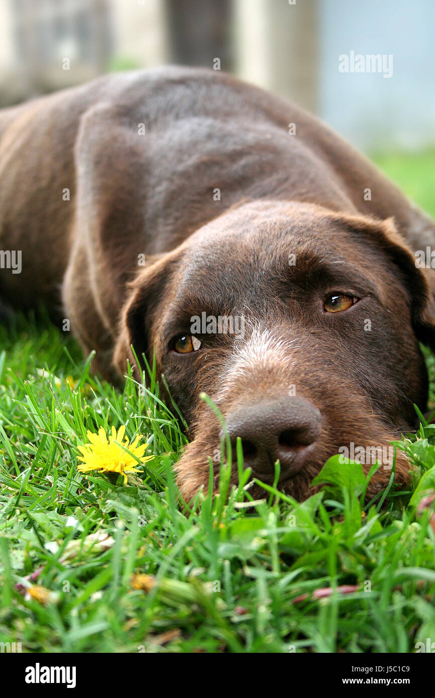 pet dog hound animal pet sad look glancing see view looking peeking looking at Stock Photo