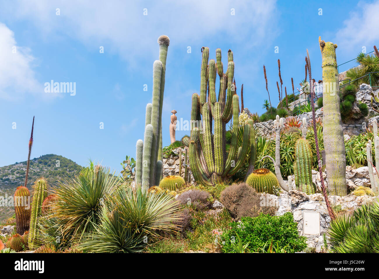 France cacti hi-res stock photography and images - Alamy