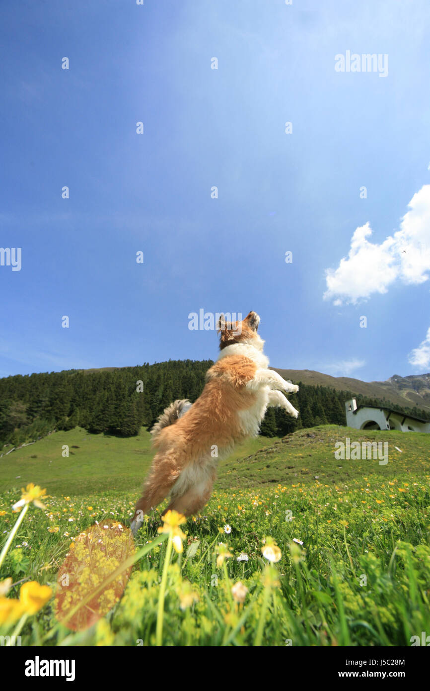 animals austrians dog fields meadows mongrel tyrol pedigree dog life-gladly Stock Photo