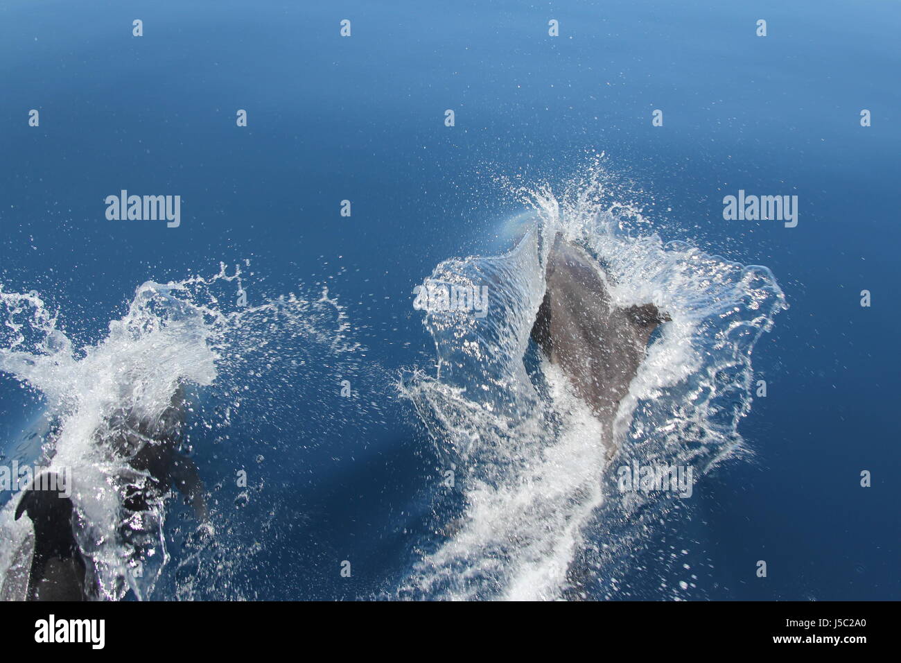 Dolphins Jumping Stock Photo
