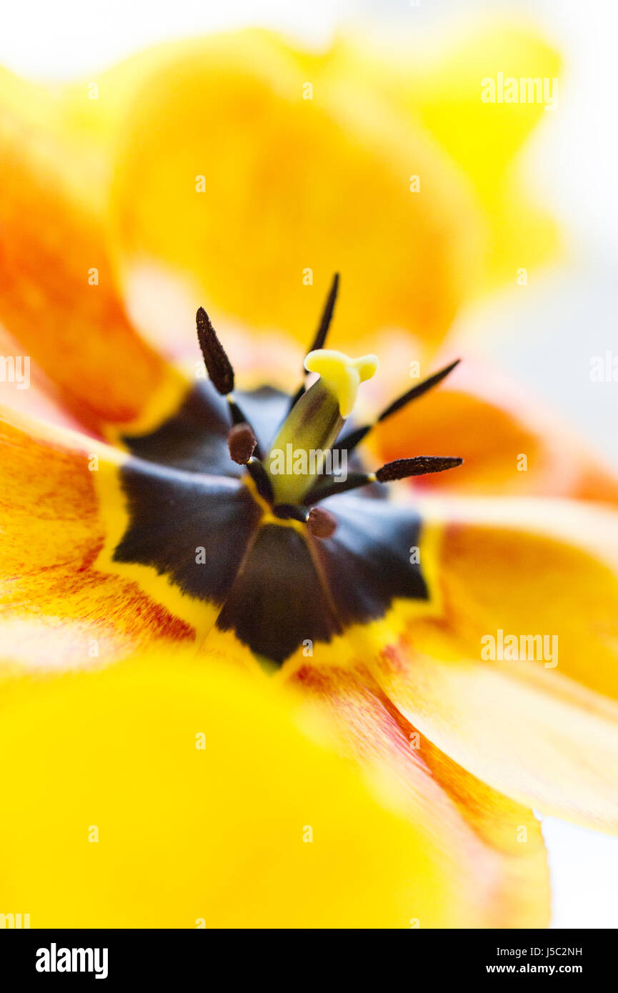 Yellow tulip flower Stock Photo