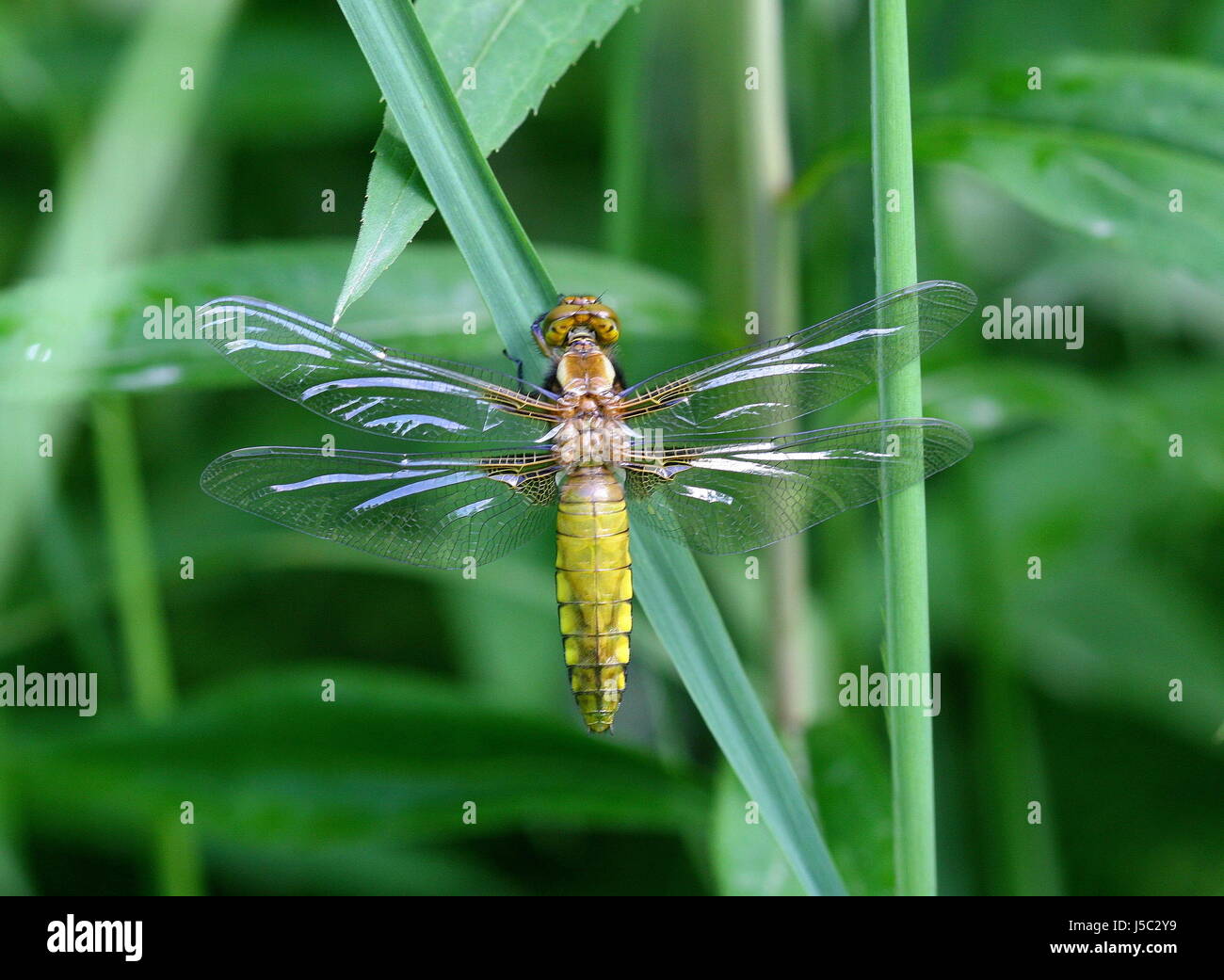 blue waters insects green wing dragonfly fresh water pond water