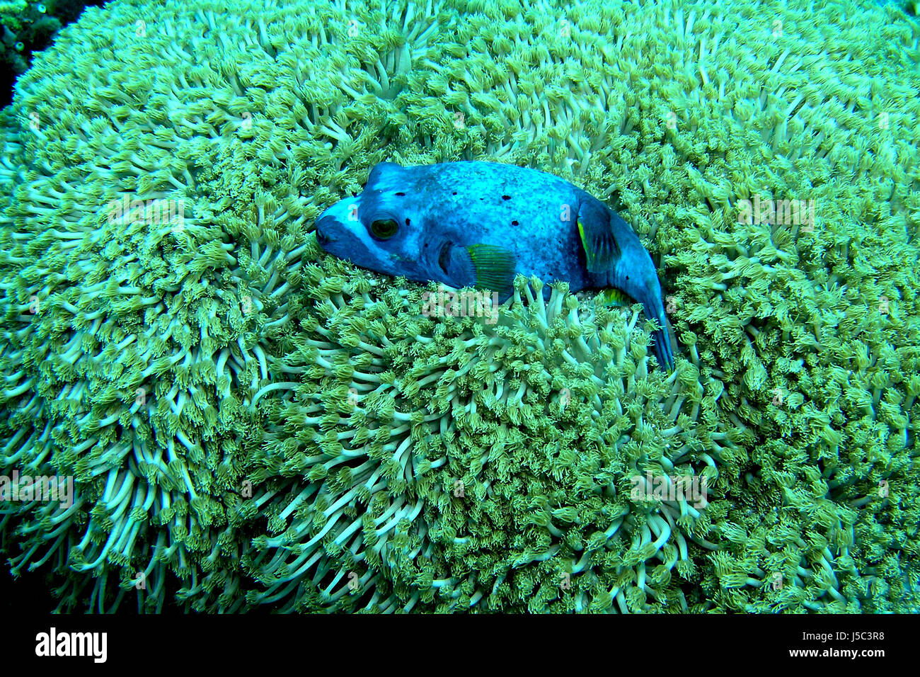 asia indonesia fish underwater pacific salt water sea ocean water dive the Stock Photo