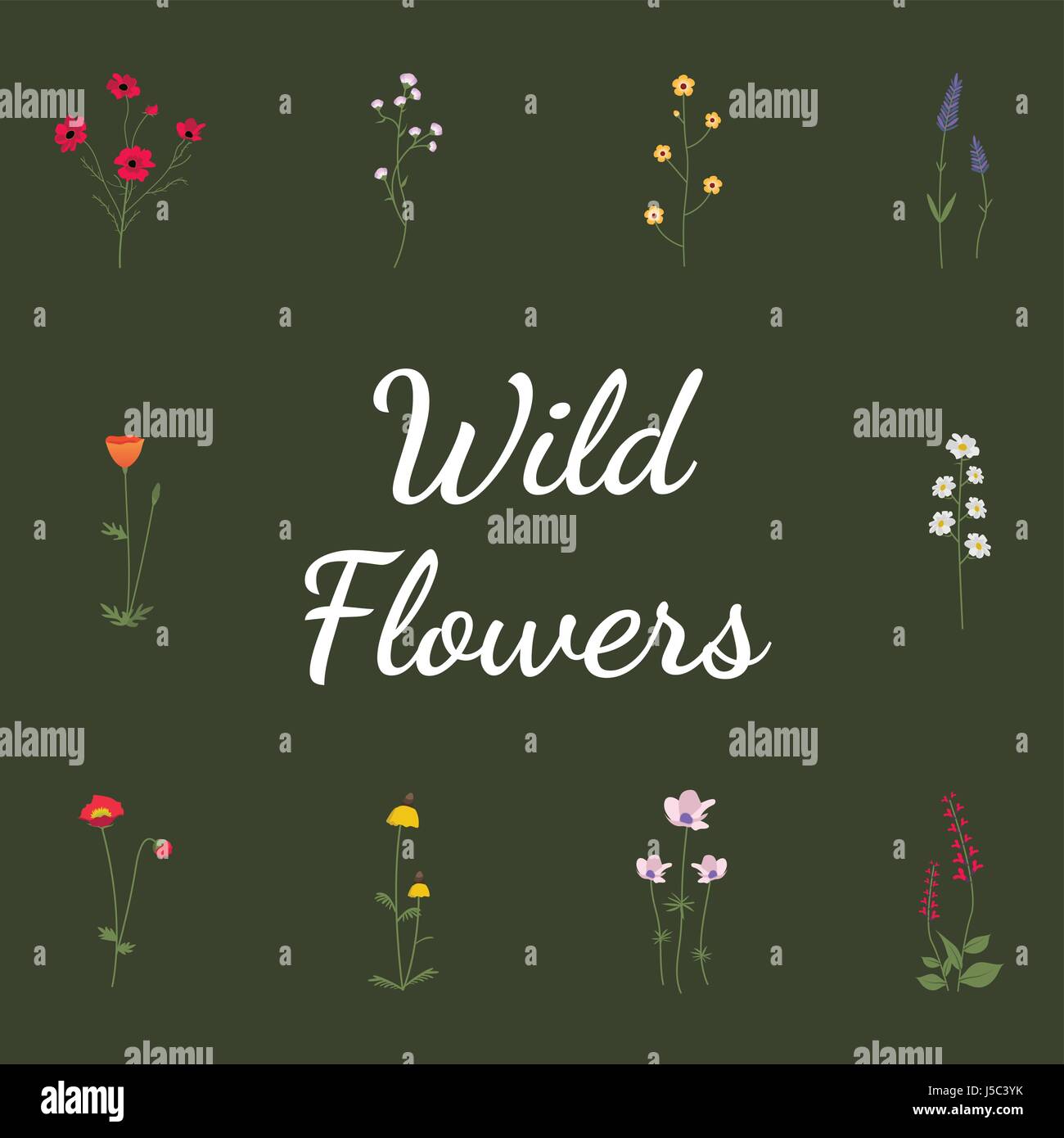 Set Collection of Wild Flowers Vector Illustration Stock Vector Image ...