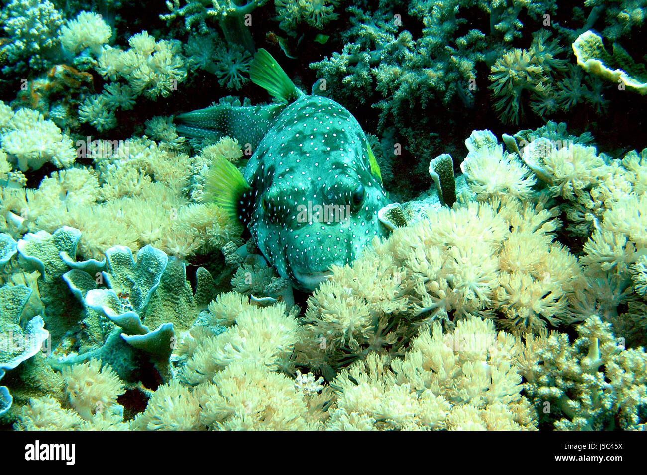 asia indonesia fish radio silence quietness silence underwater sleep sleeping Stock Photo