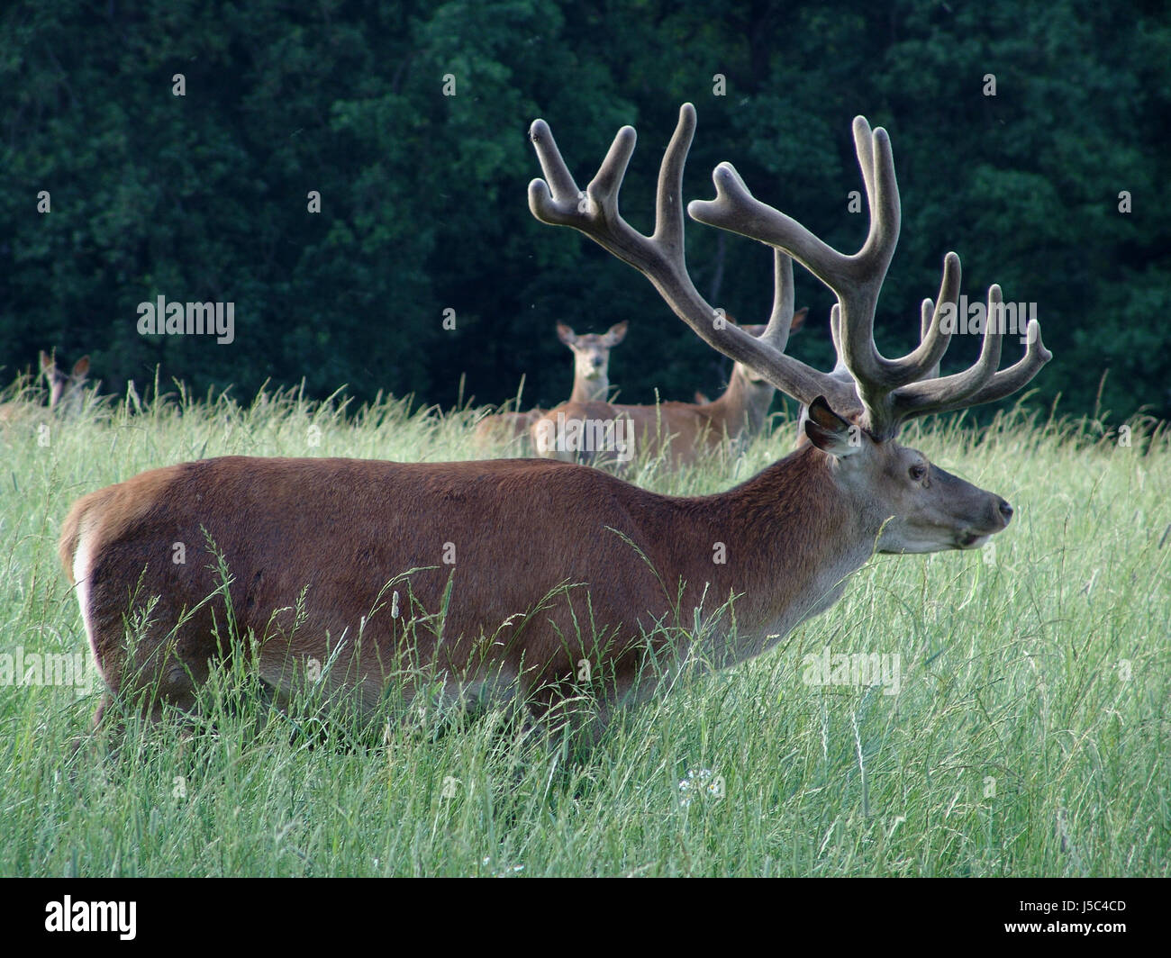 food aliment hunger wild strong watchful hunt to engulf devour