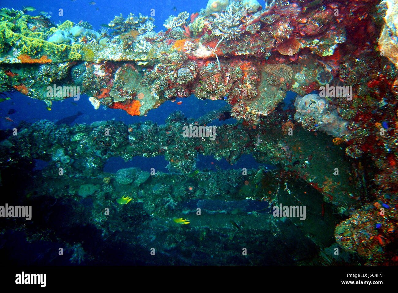 asia bali indonesia fish steel dive wreck pisces carrier salt water sea ocean Stock Photo