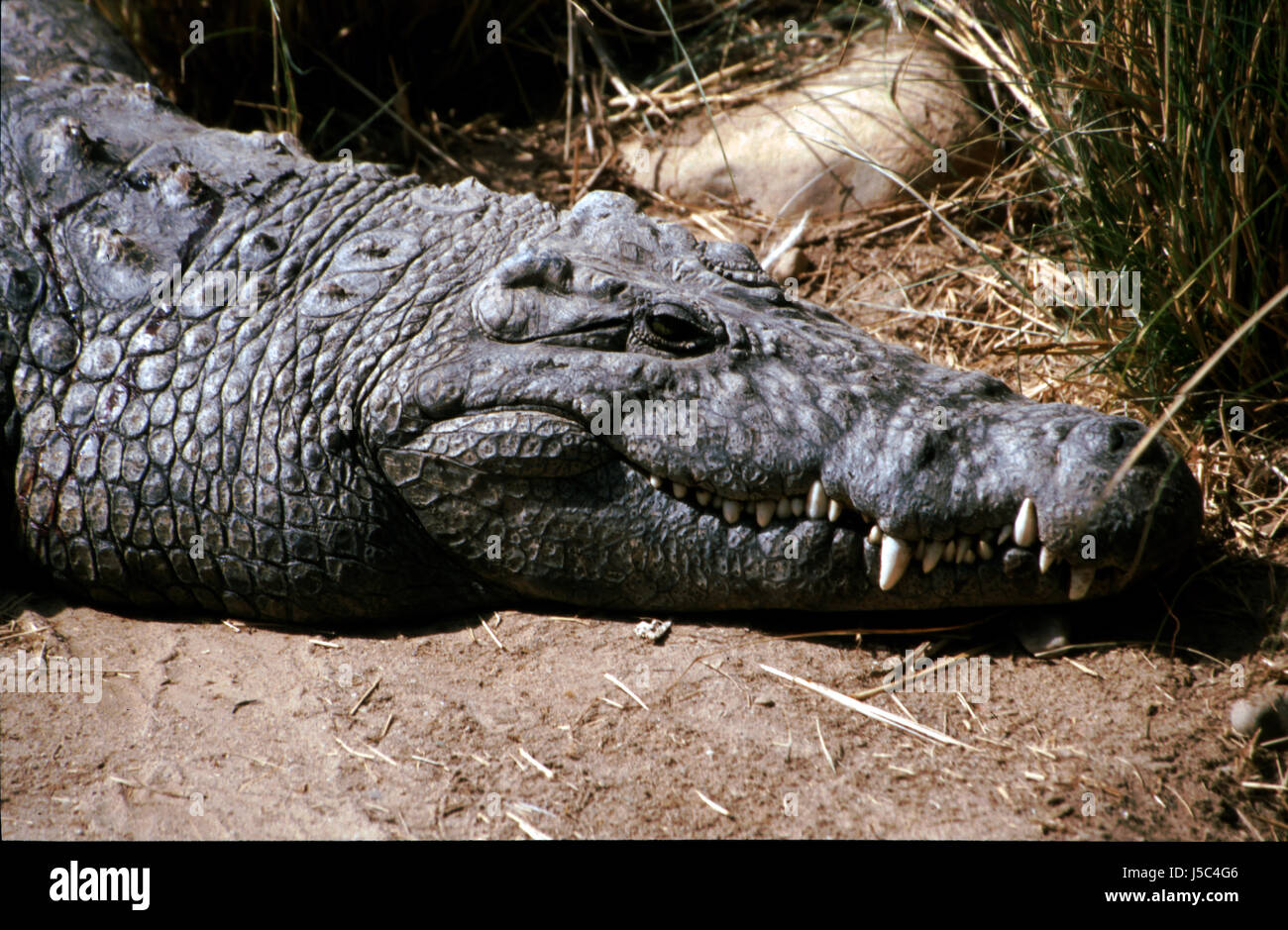 crocodile saurian reptiles loudmouth nilkrokodil urzeittiere tiere afrikas Stock Photo