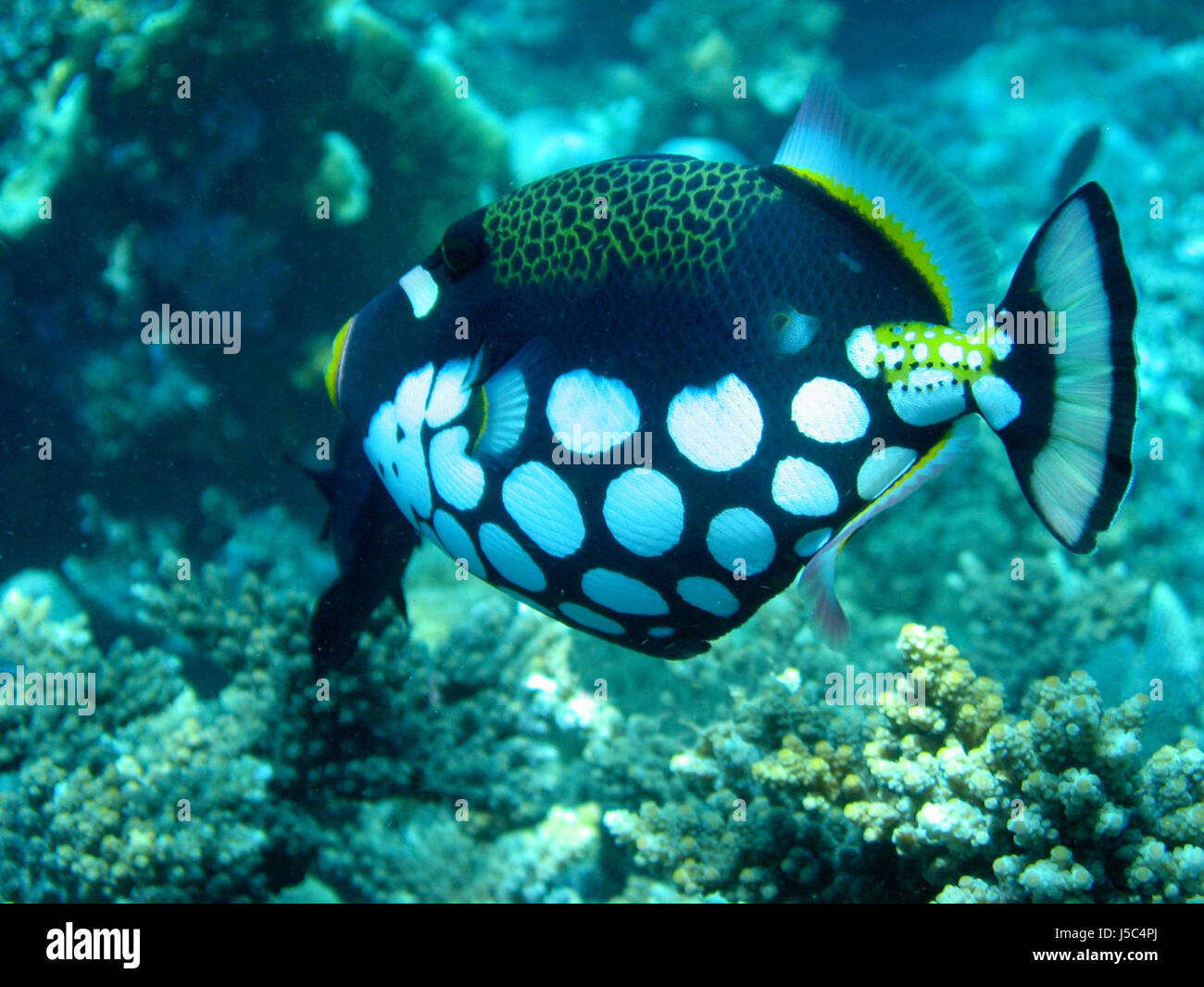 asia indonesia fish borneo underwater pacific salt water sea ocean water dive Stock Photo