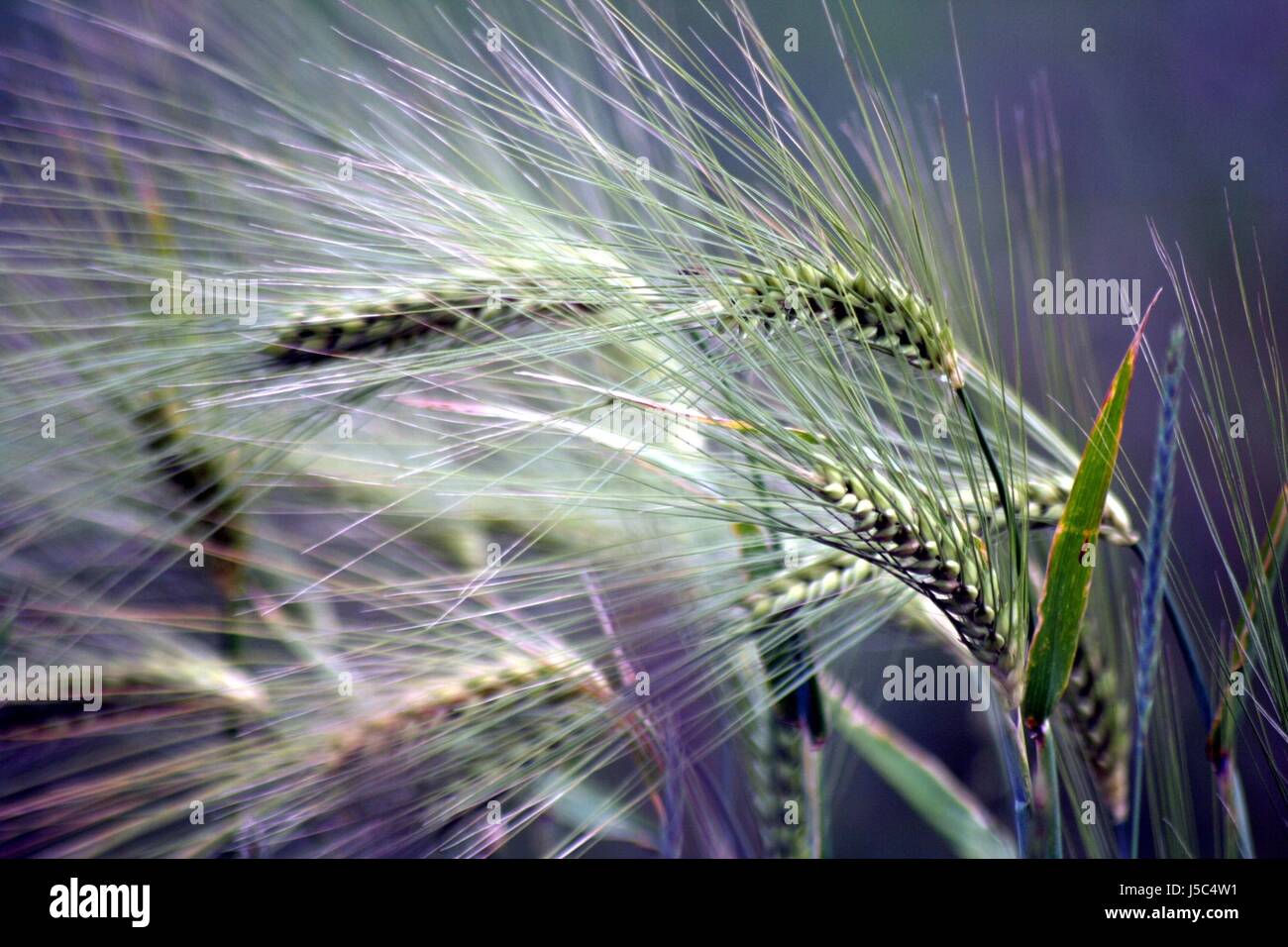 green agriculture farming grain progenies fruits fruit centre punch barley Stock Photo