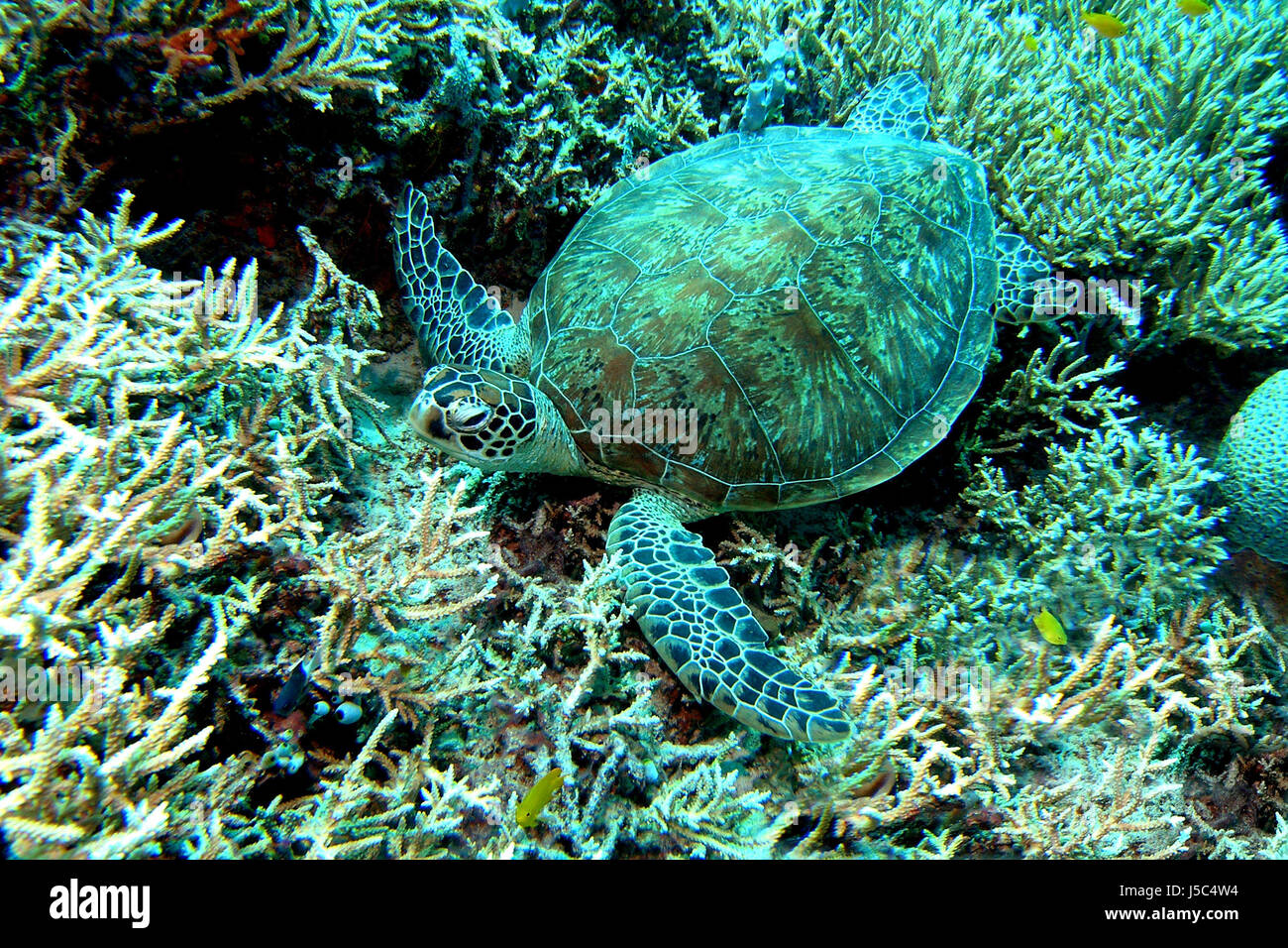 asia indonesia borneo underwater float pacific salt water sea ocean water dive Stock Photo