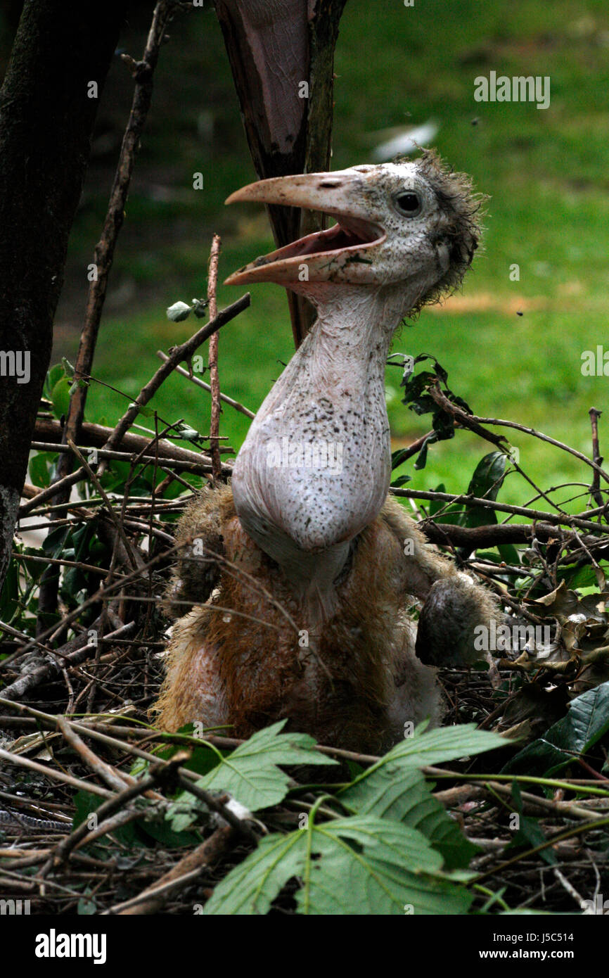 marabu chicks 1 Stock Photo - Alamy