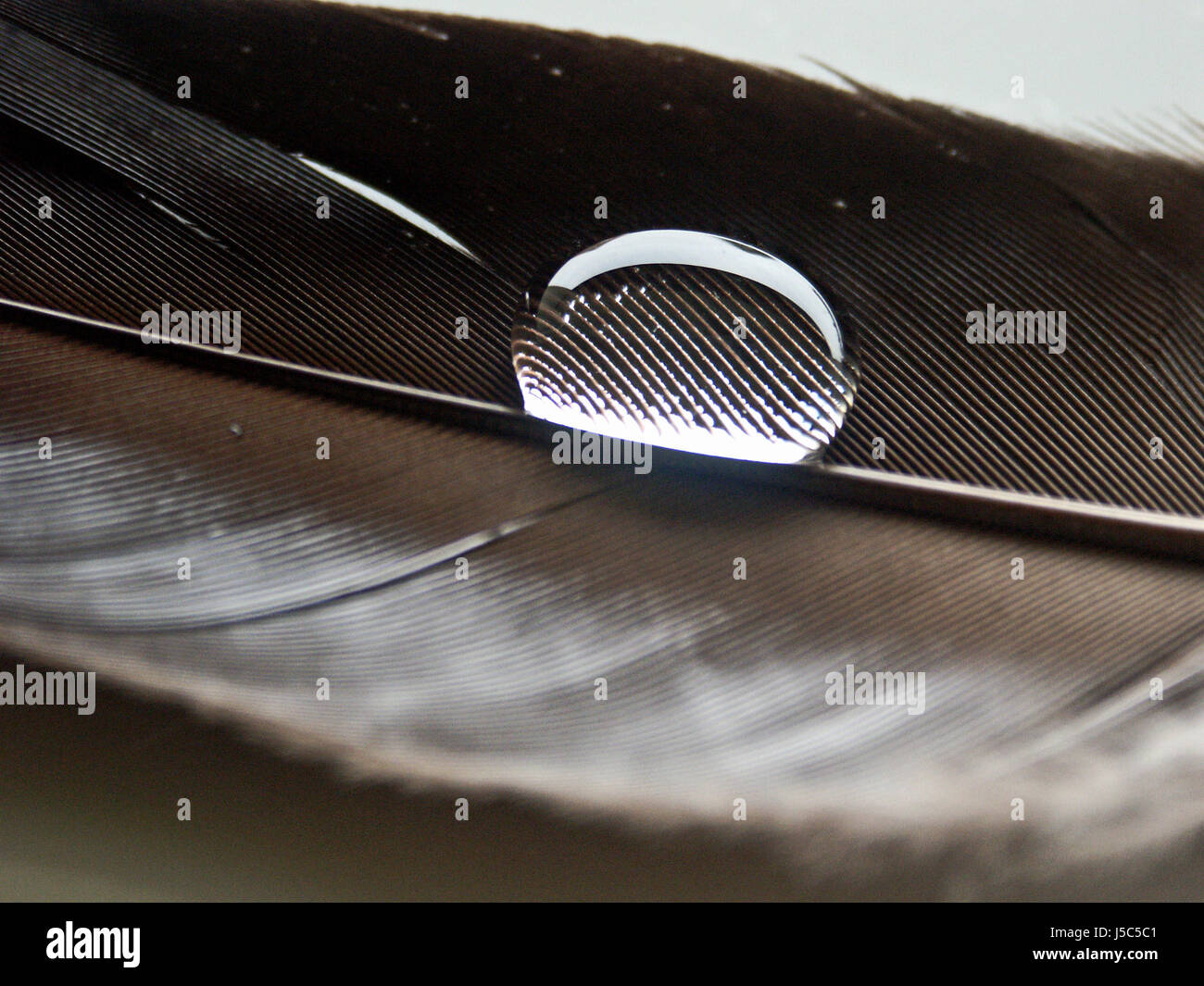 wet noble keel smooth quill surface tension structure feather complete