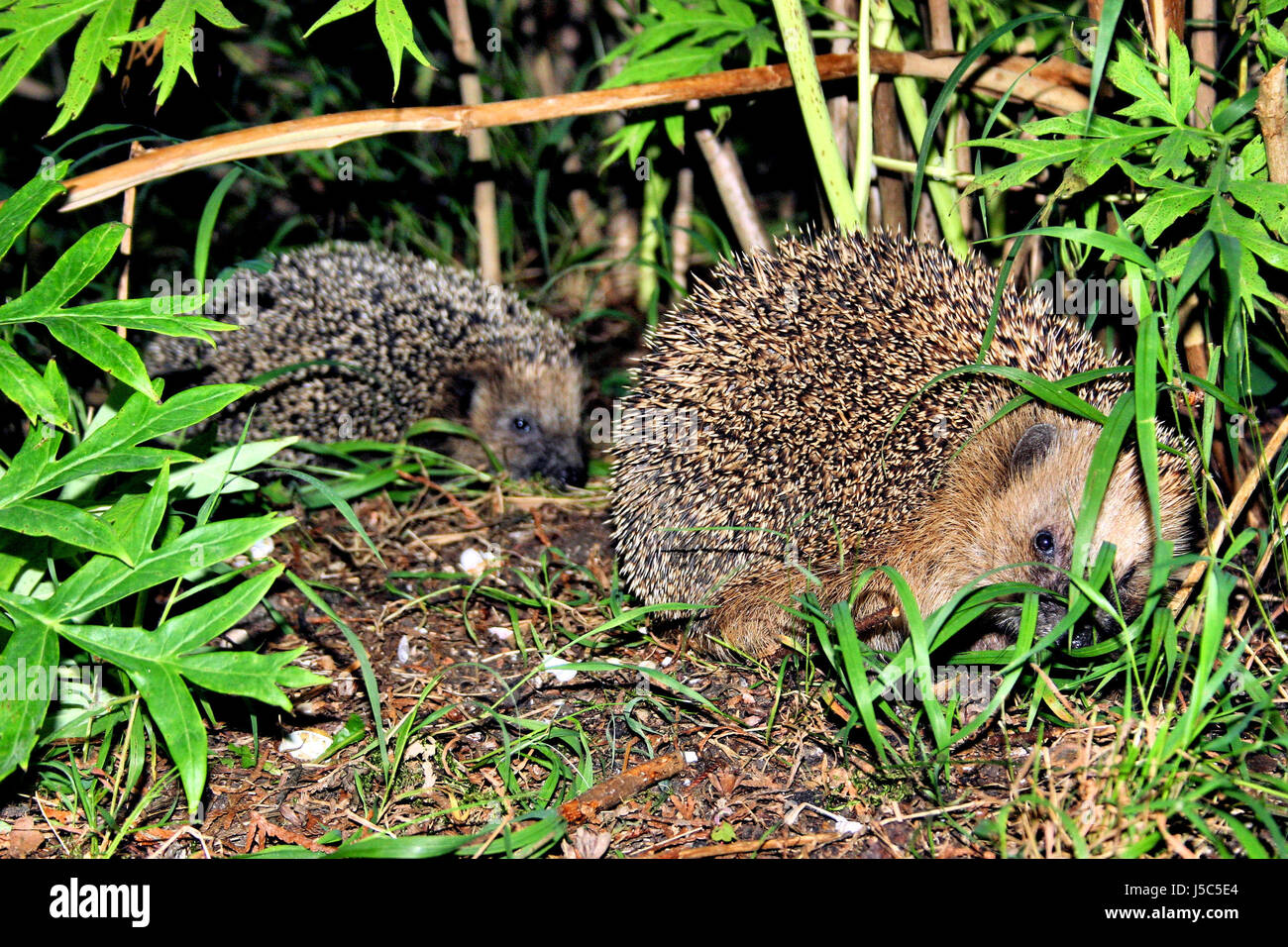 nocturnal guests in the garden Stock Photo