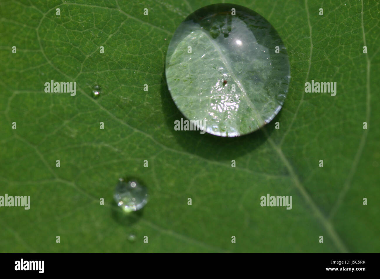 leaf green wet pearl water plant nature drop drip drops seeping sopping